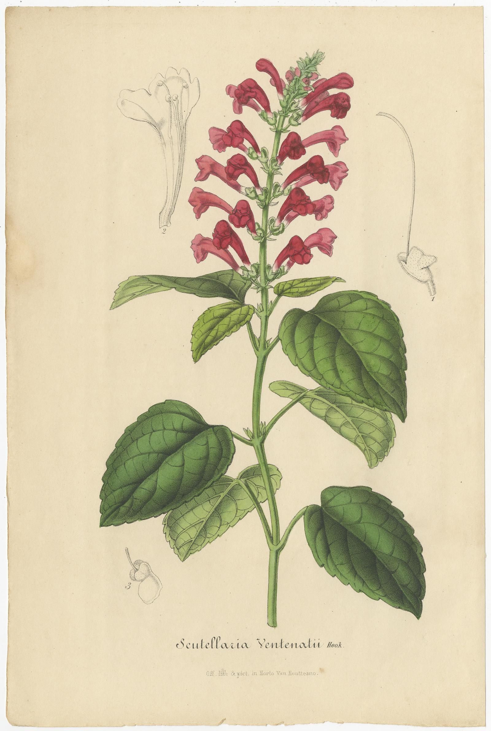 Set of four antique botany prints titled 'Scutellaria Ventenatii - Sisyrinchium Longistylum - Lilium Callosum - Clerodendrum Sinuatum'. It depicts a species of scutellaria, solenomelus pedunculatus, wild lily and a species of clerodendron. These