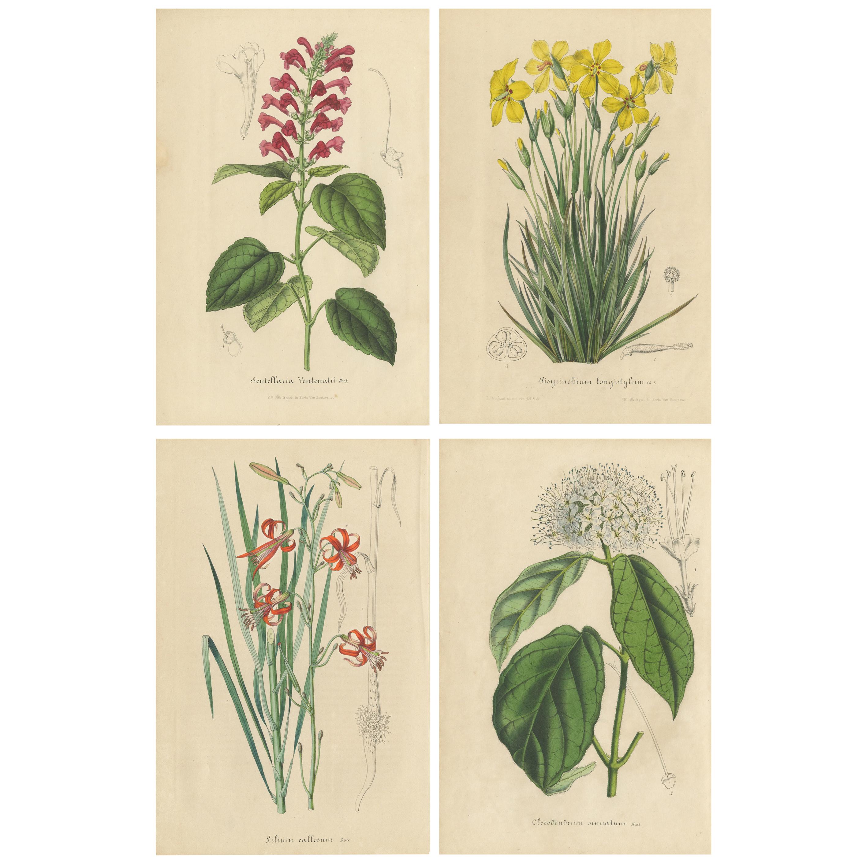 Set of 4 Antique Botant Prints, Scutellaria, Wild Lily, Clerodendron, 1847