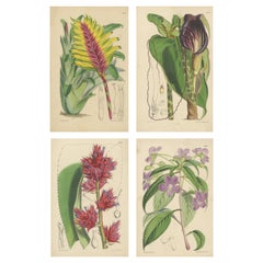 Set of 4 Antique Botany Prints by Curtis 'c.1872'