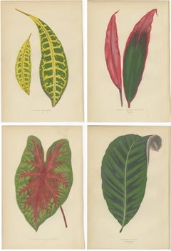 Set of 4 Antique Botany Prints - Croton Variegatum - Calathea Zebrina (1891)