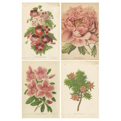Set of 4 Antique Botany Prints, Geranium, Peony by Oudemans, circa 1865