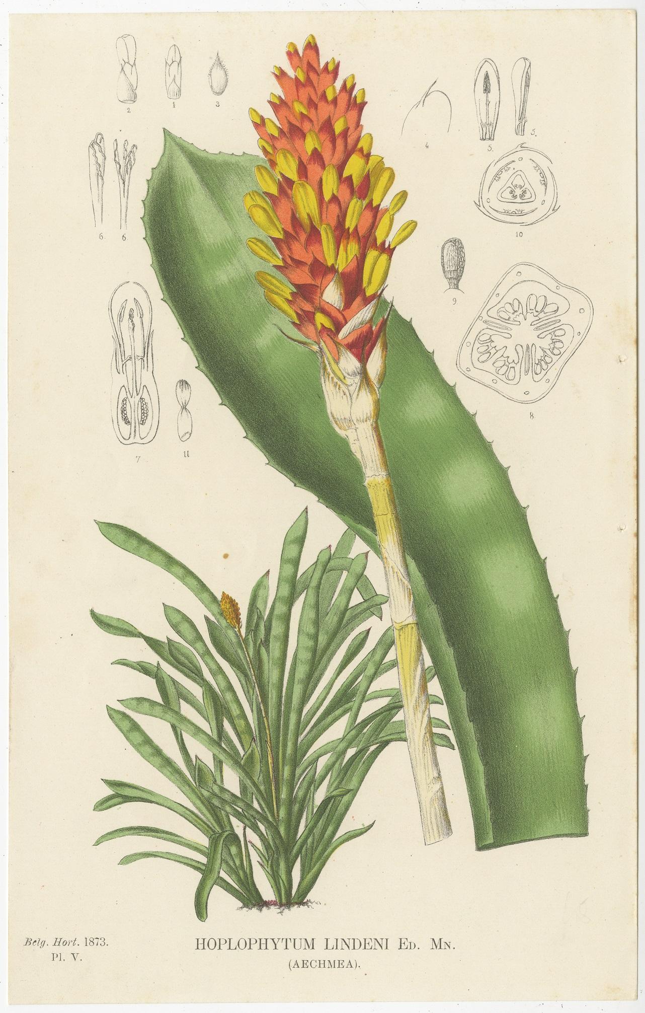 Set of 4 Antique Botany Prints - Nudilarium Ampullaceum, circa 1880 In Good Condition In Langweer, NL