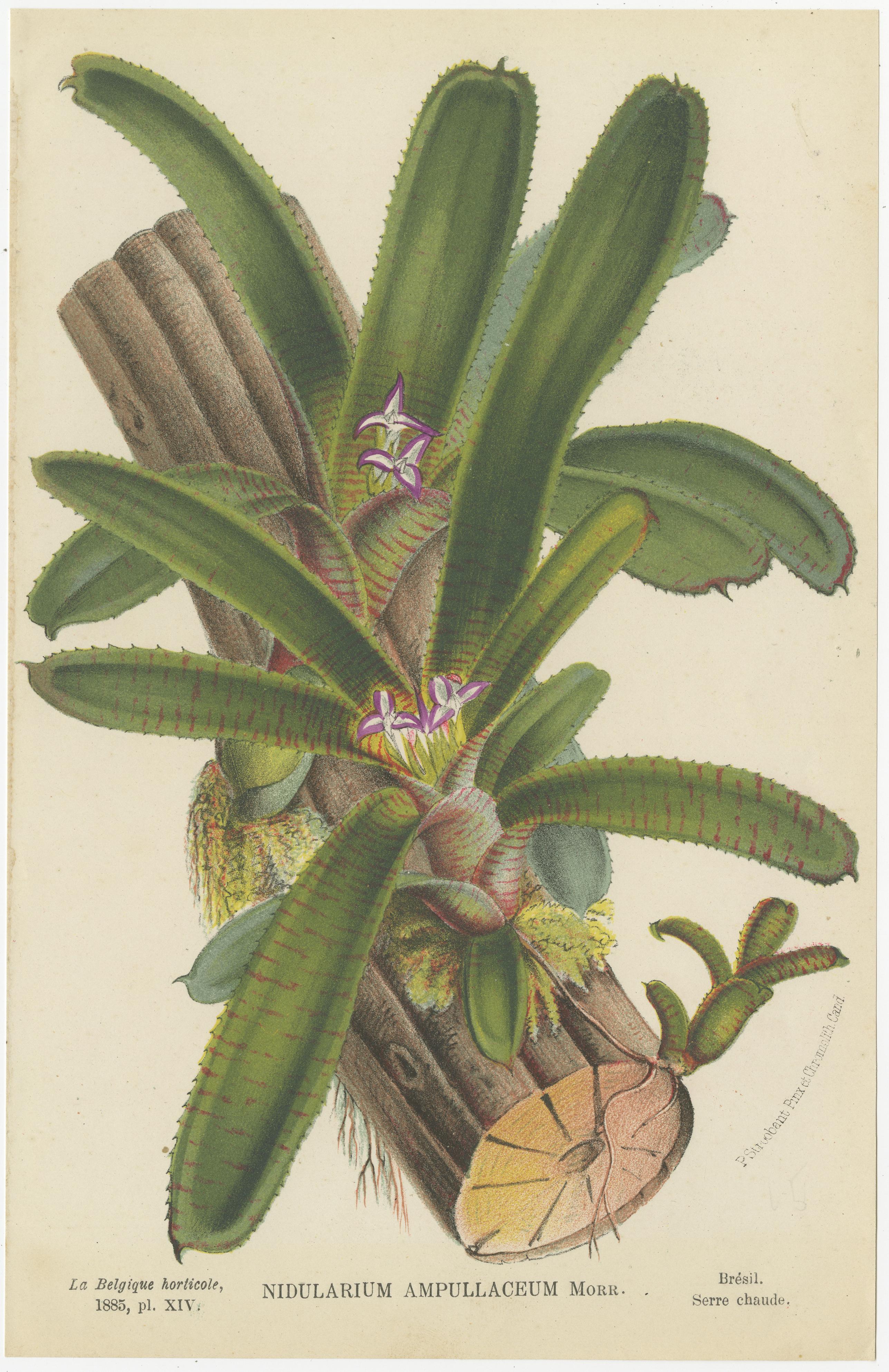 Paper Set of 4 Antique Botany Prints - Nudilarium Ampullaceum, circa 1880