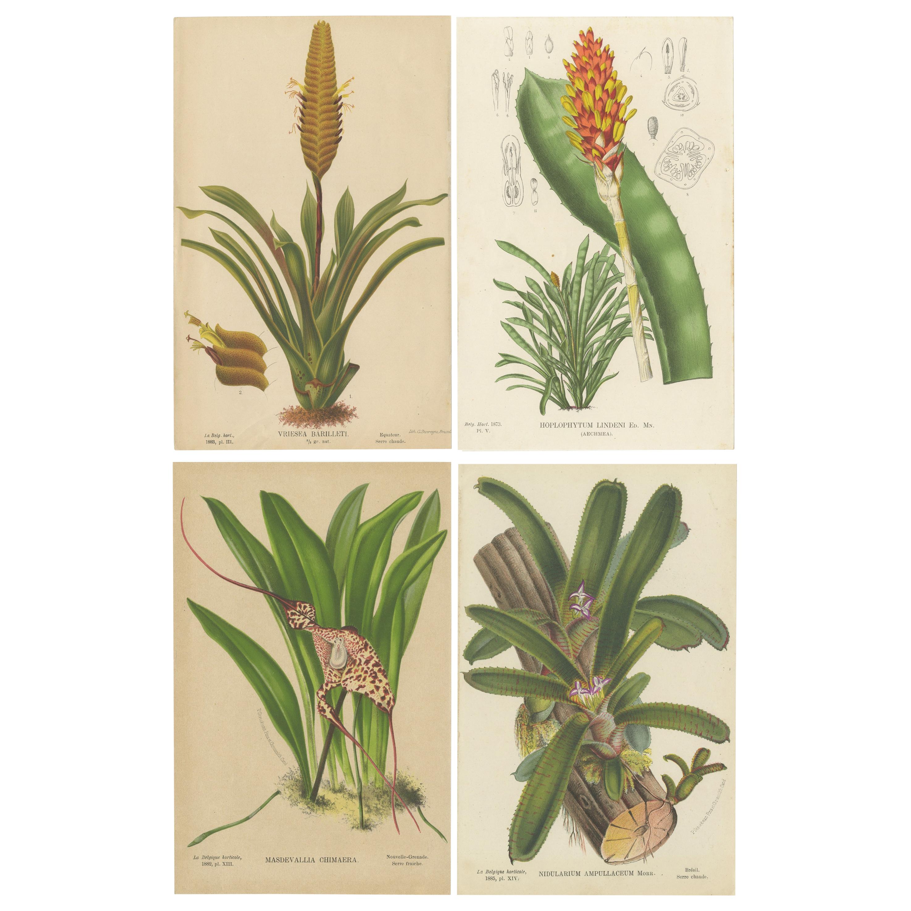 Set of 4 Antique Botany Prints - Nudilarium Ampullaceum, circa 1880
