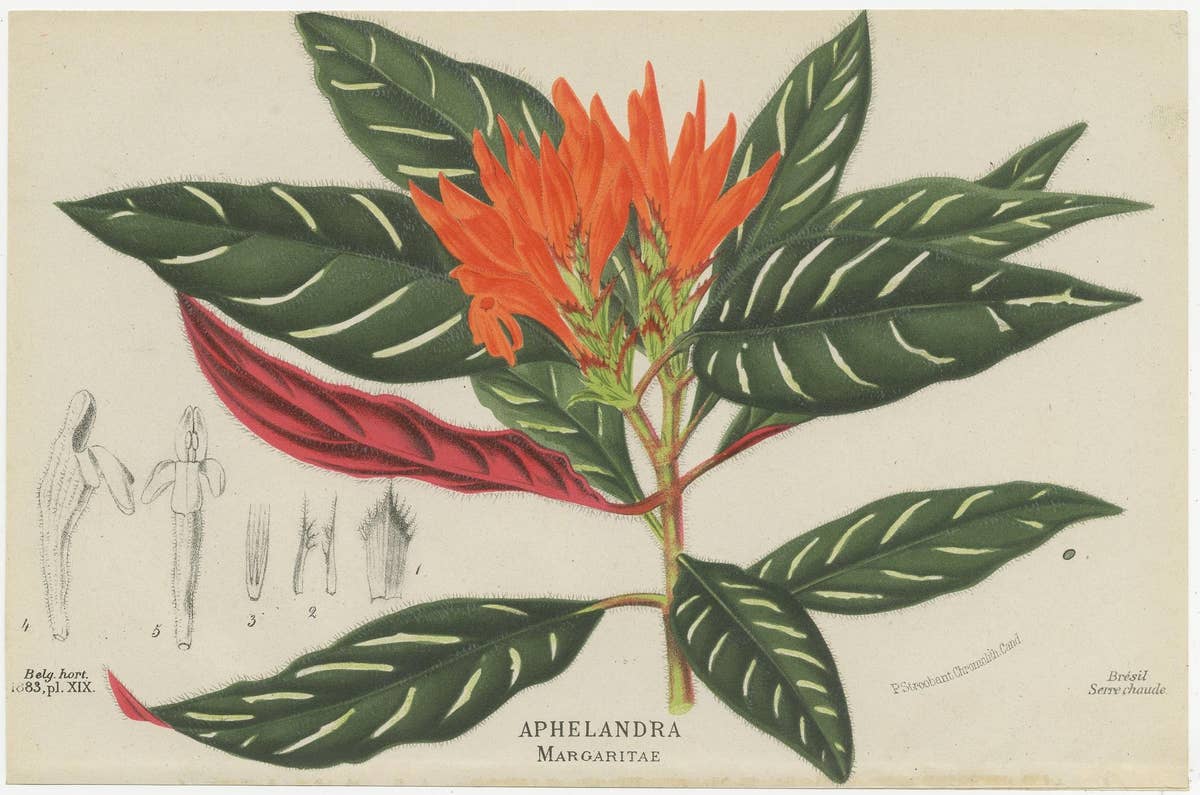 Set of 4 Antique Botany Prints, Ornithocephalus Grandiflorus 'c.1880'
