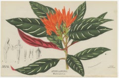 Set of 4 Antique Botany Prints, Ornithocephalus Grandiflorus 'c.1880'