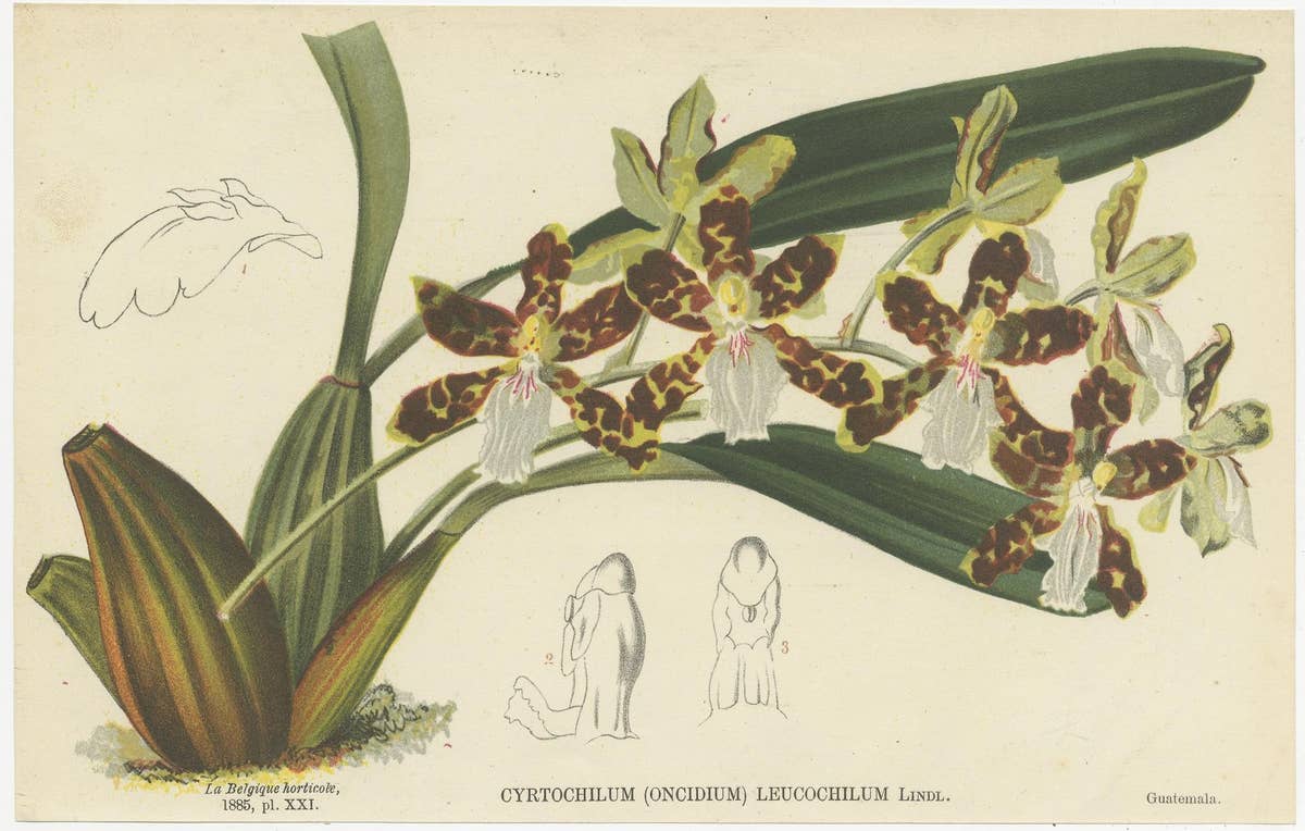 Set of 4 Antique Botany Prints, Ornithocephalus Grandiflorus 'c.1880'