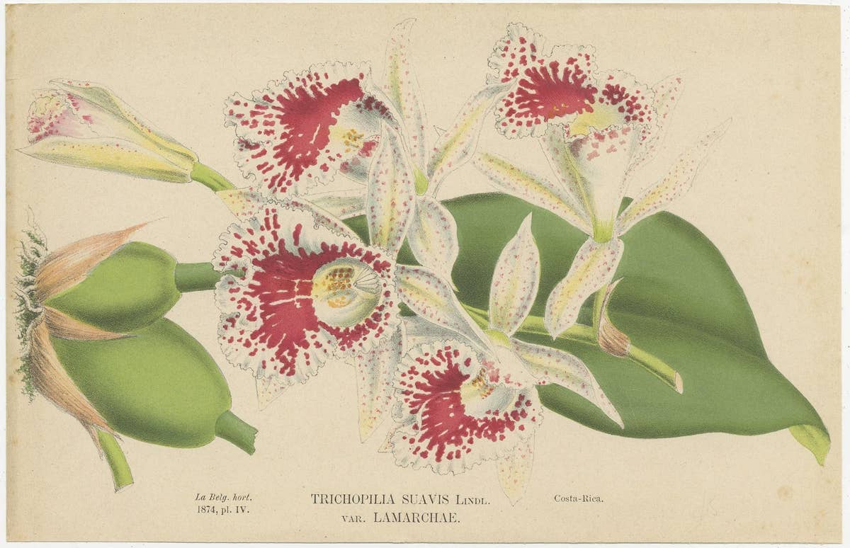 Set of 4 Antique Botany Prints, Ornithocephalus Grandiflorus 'c.1880'