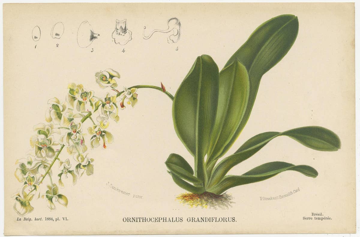 Set of 4 Antique Botany Prints, Ornithocephalus Grandiflorus 'c.1880'