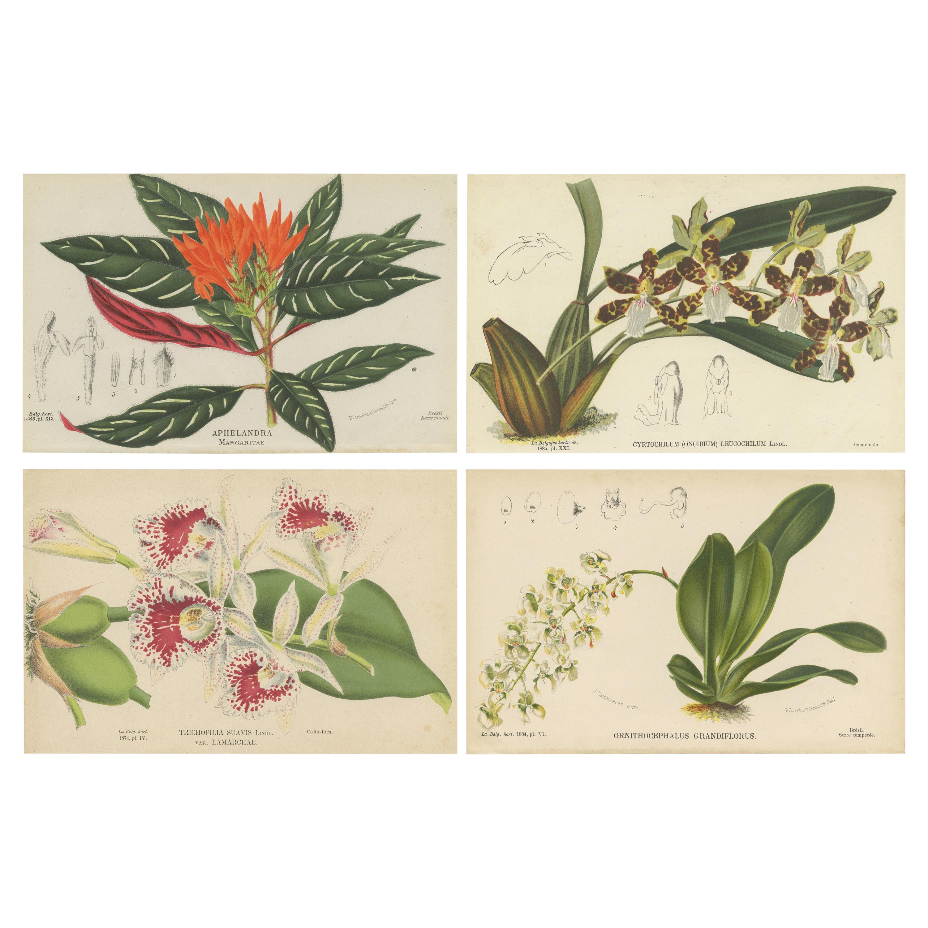 Set of 4 Antique Botany Prints, Ornithocephalus Grandiflorus 'c.1880' For Sale
