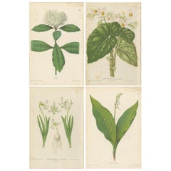 Set of 4 Antique Botany Prints, Pavetta, Snowdrop, by Oudemans, circa 1865