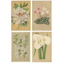 Set of 4 Antique Botany Prints, Peony, Cyclamen, Iris by Oudemans, 
circa 1865
