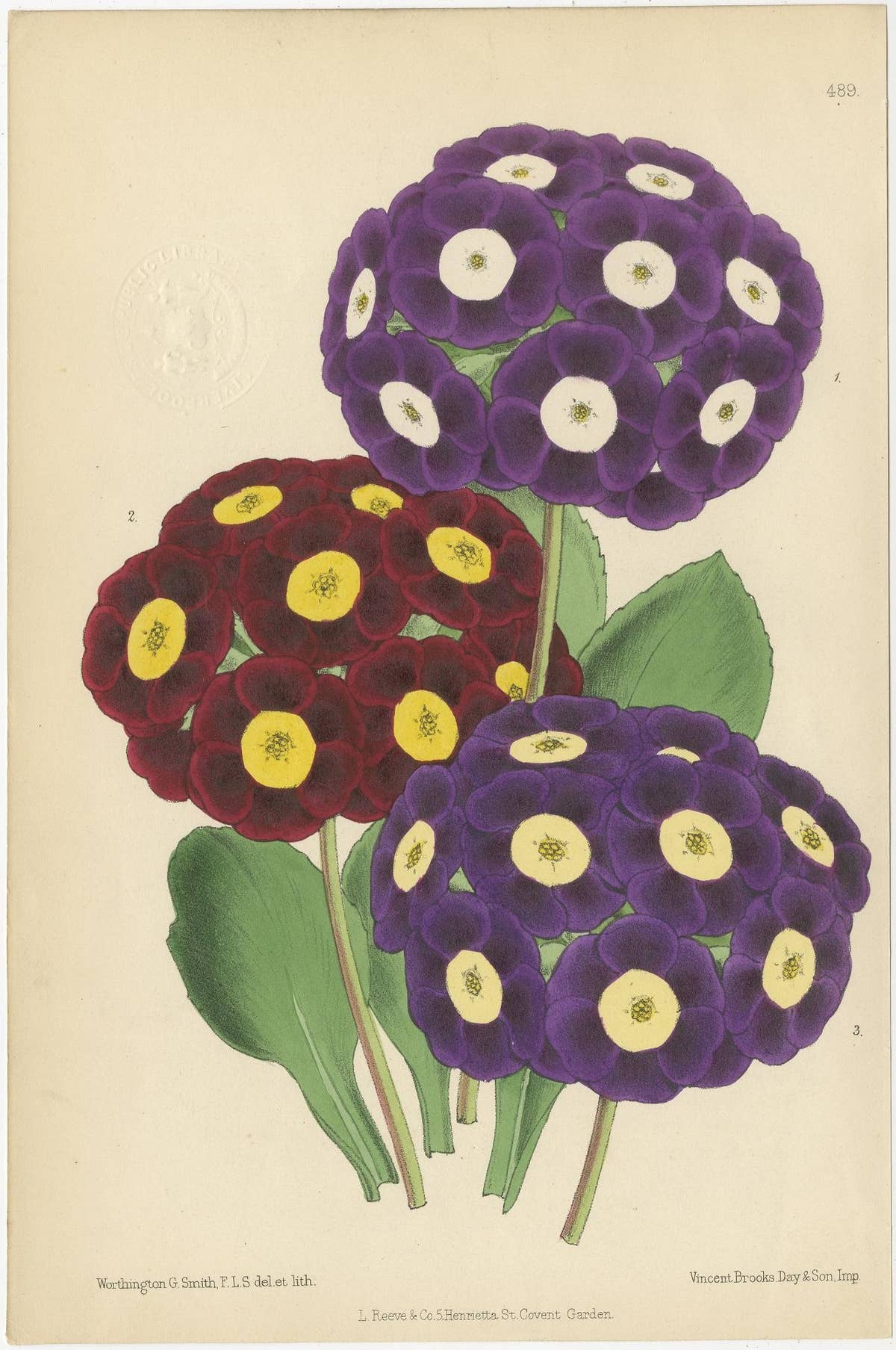 Set of 4 Antique Botany Prints, Purple, by Brooks 'c.1870'