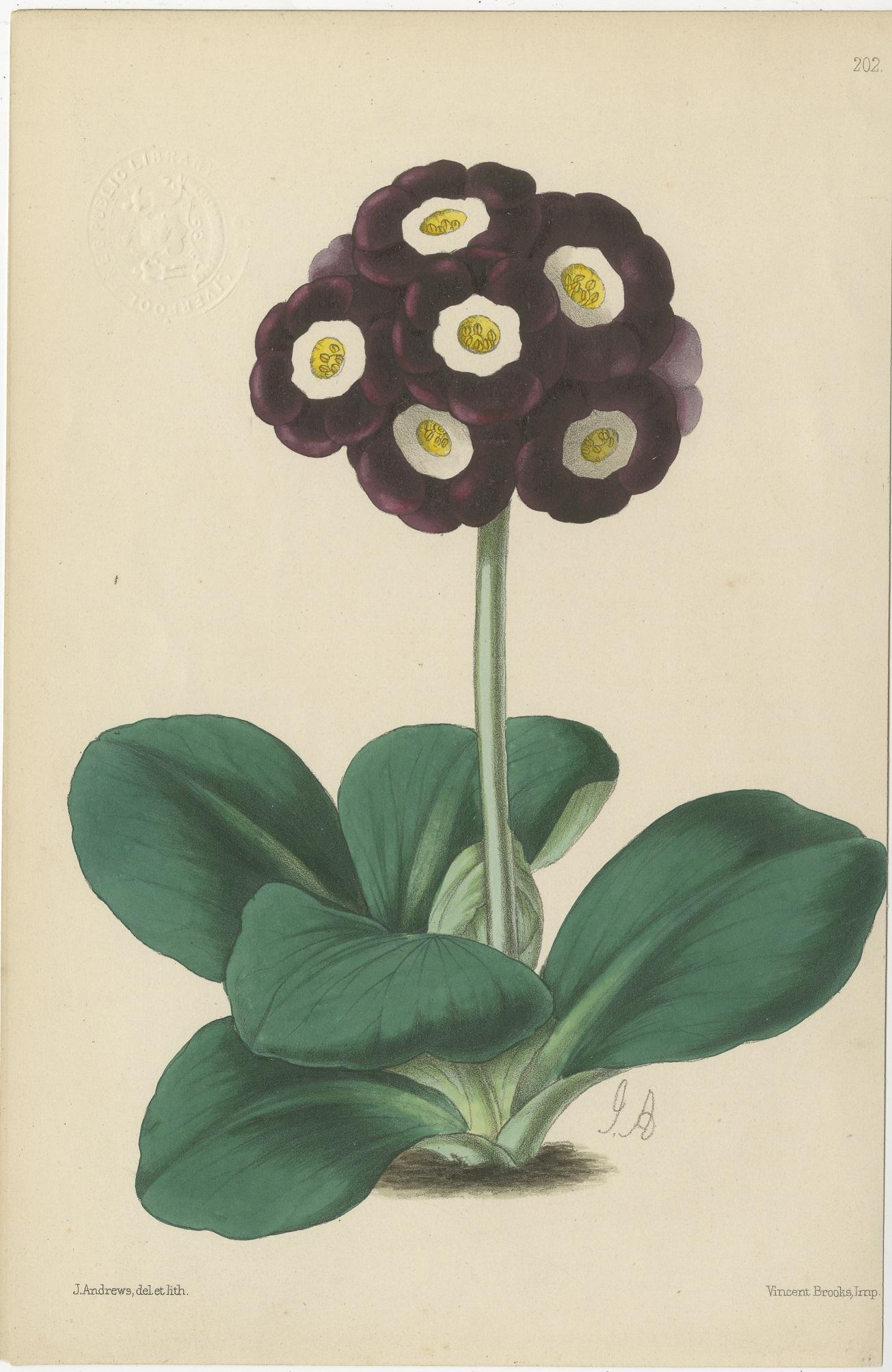 Set of 4 Antique Botany Prints, Purple, by Brooks 'c.1870' In Good Condition For Sale In Langweer, NL