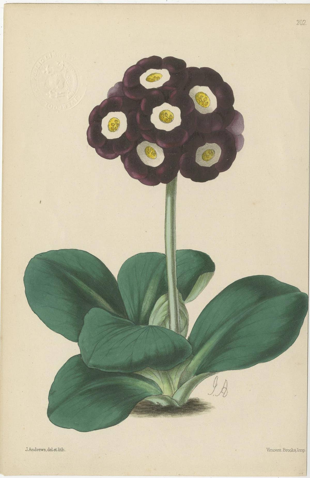 Set of 4 Antique Botany Prints, Purple, by Brooks 'c.1870'