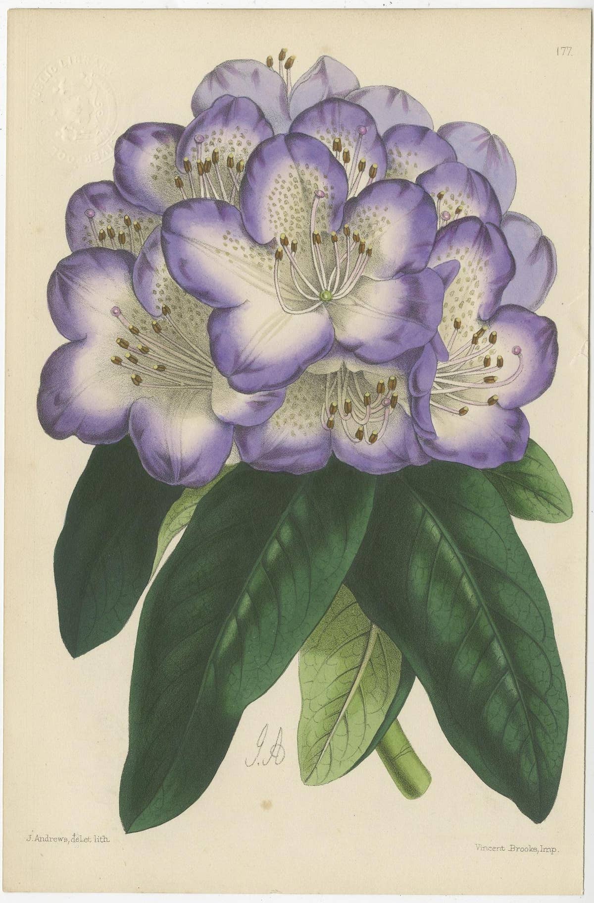 Set of 4 Antique Botany Prints, Purple, by Brooks 'c.1870'