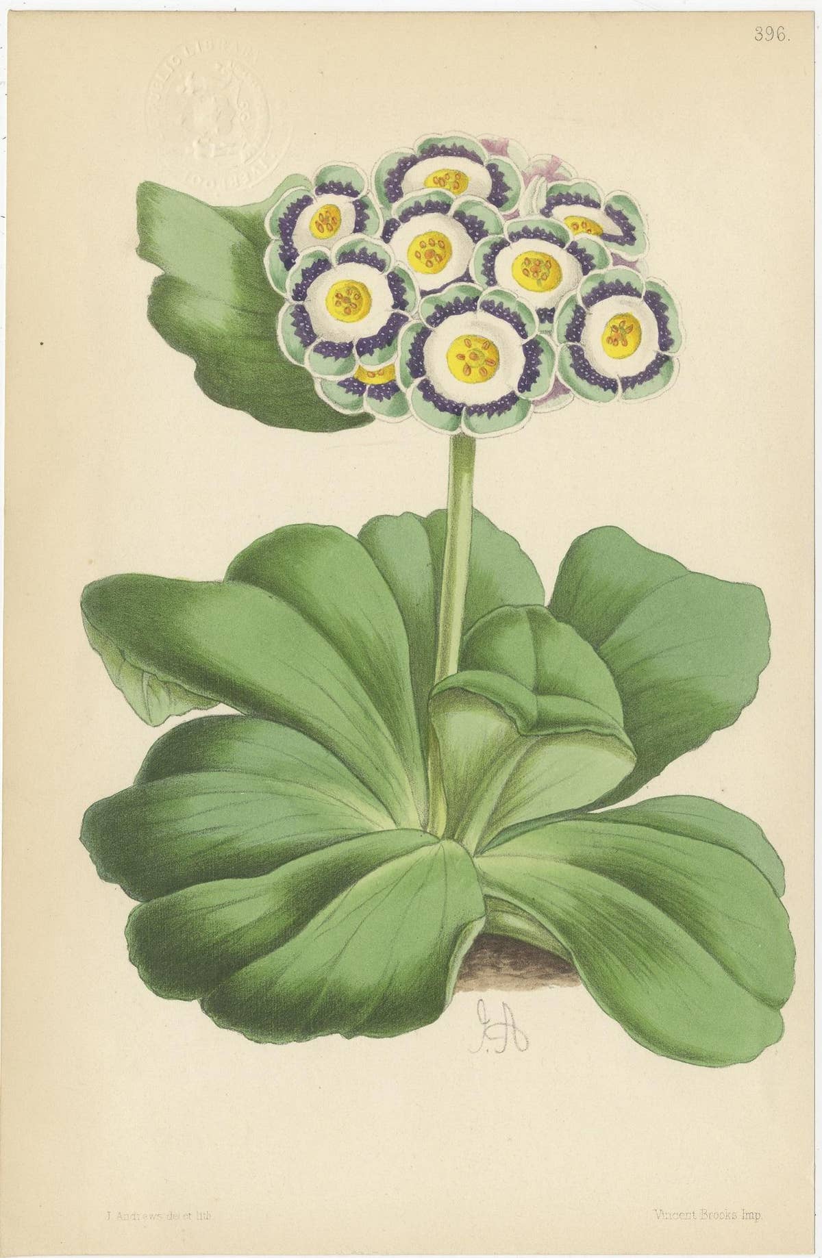 Set of 4 Antique Botany Prints, Purple, by Brooks 'c.1870'