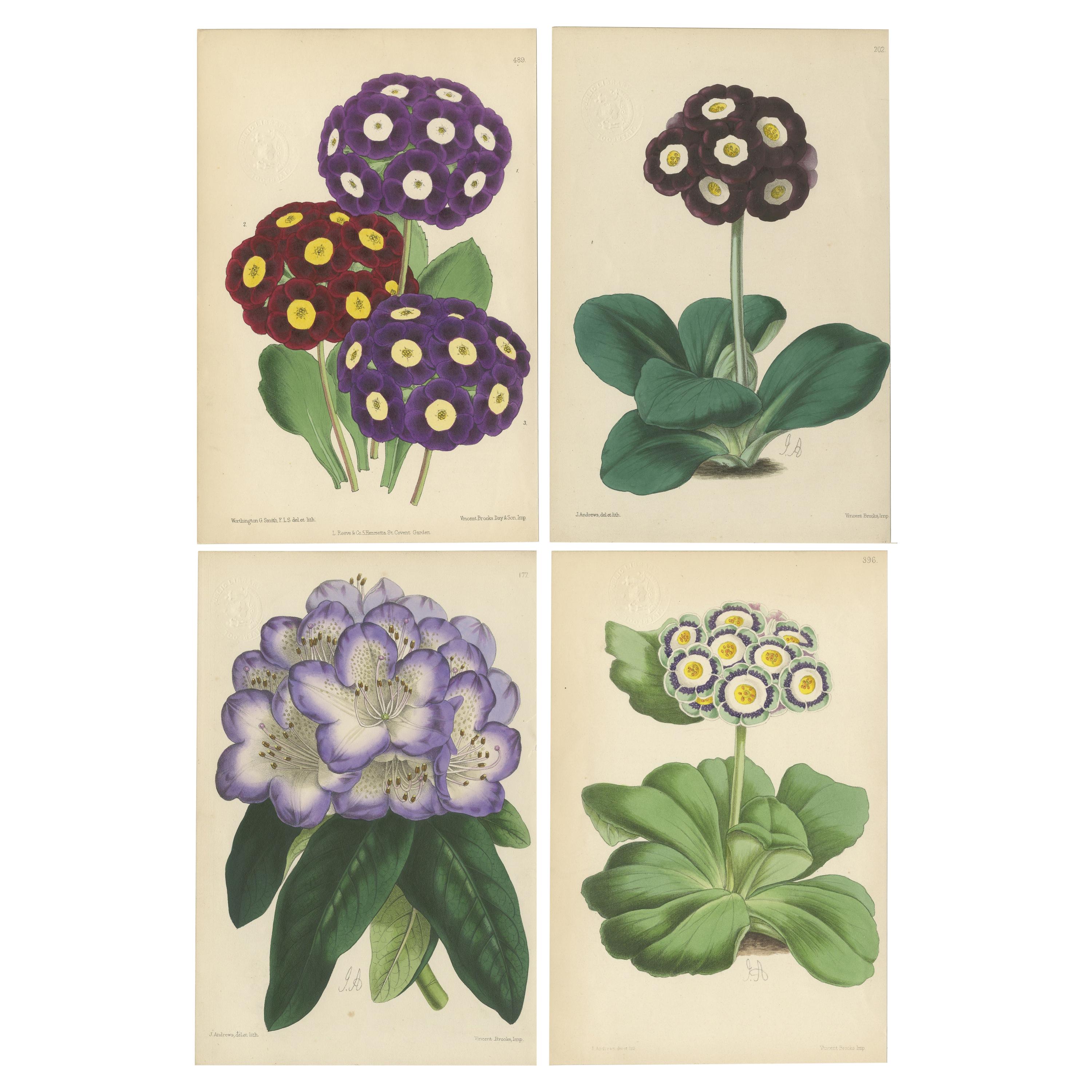 Ensemble de 4 estampes botaniques anciennes, violettes, par Brooks, vers 1870