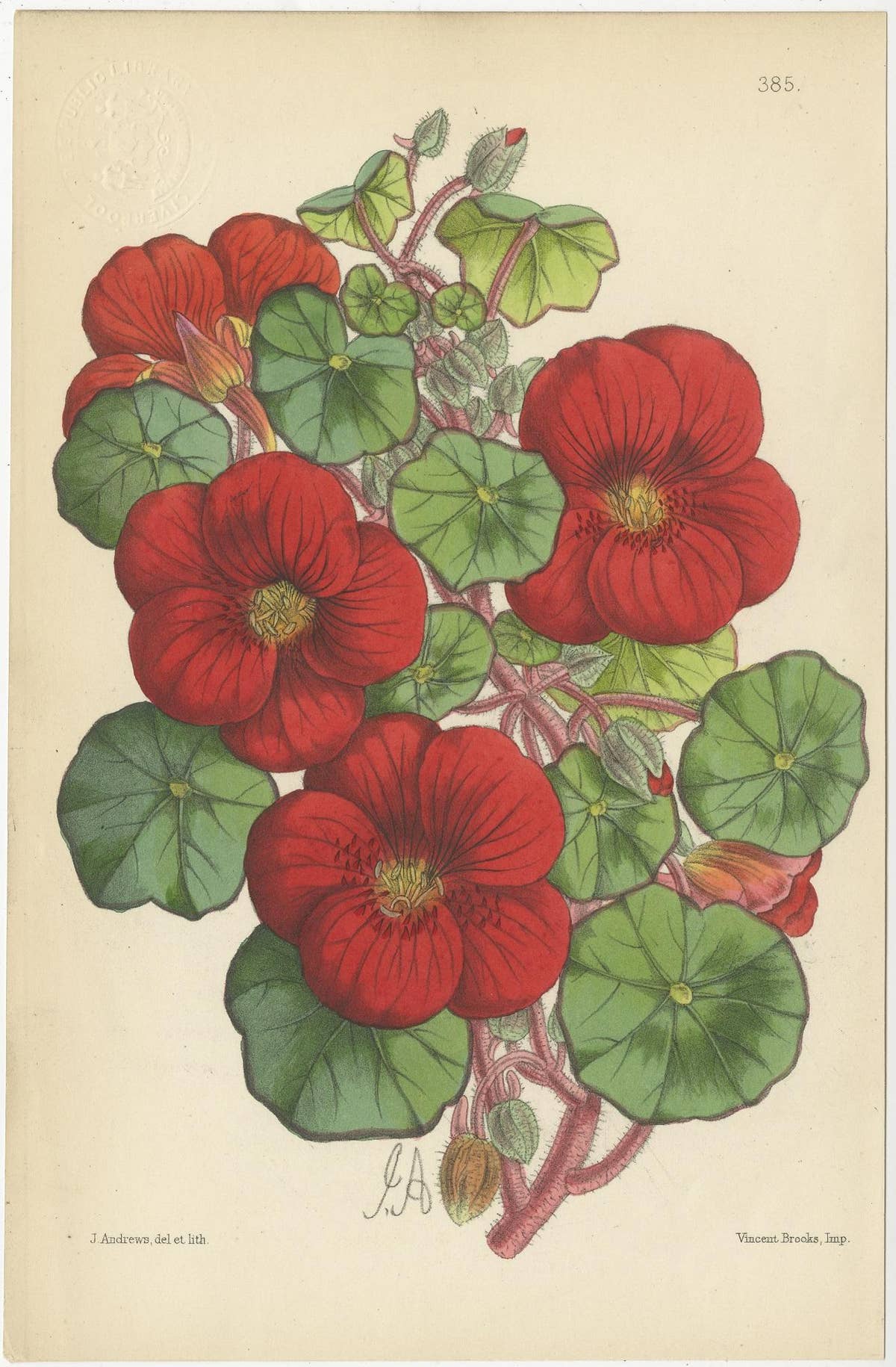 Set of 4 Antique Botany Prints, Red, by Brooks 'c.1870'