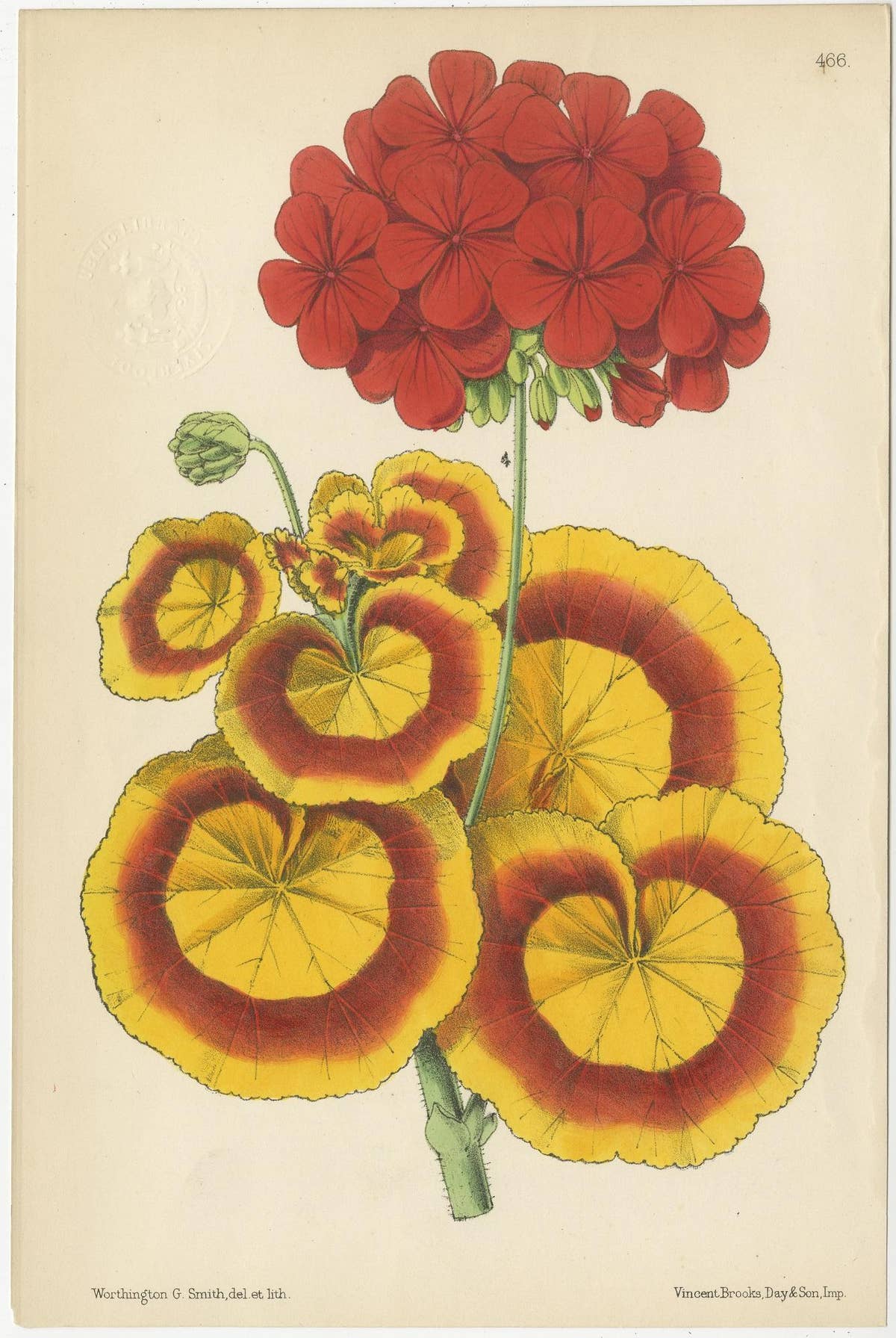 Set of 4 Antique Botany Prints, Red, by Brooks 'c.1870'