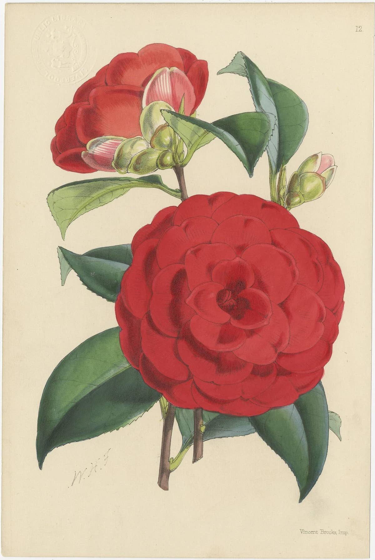 Set of 4 Antique Botany Prints, Red, by Brooks 'c.1870'