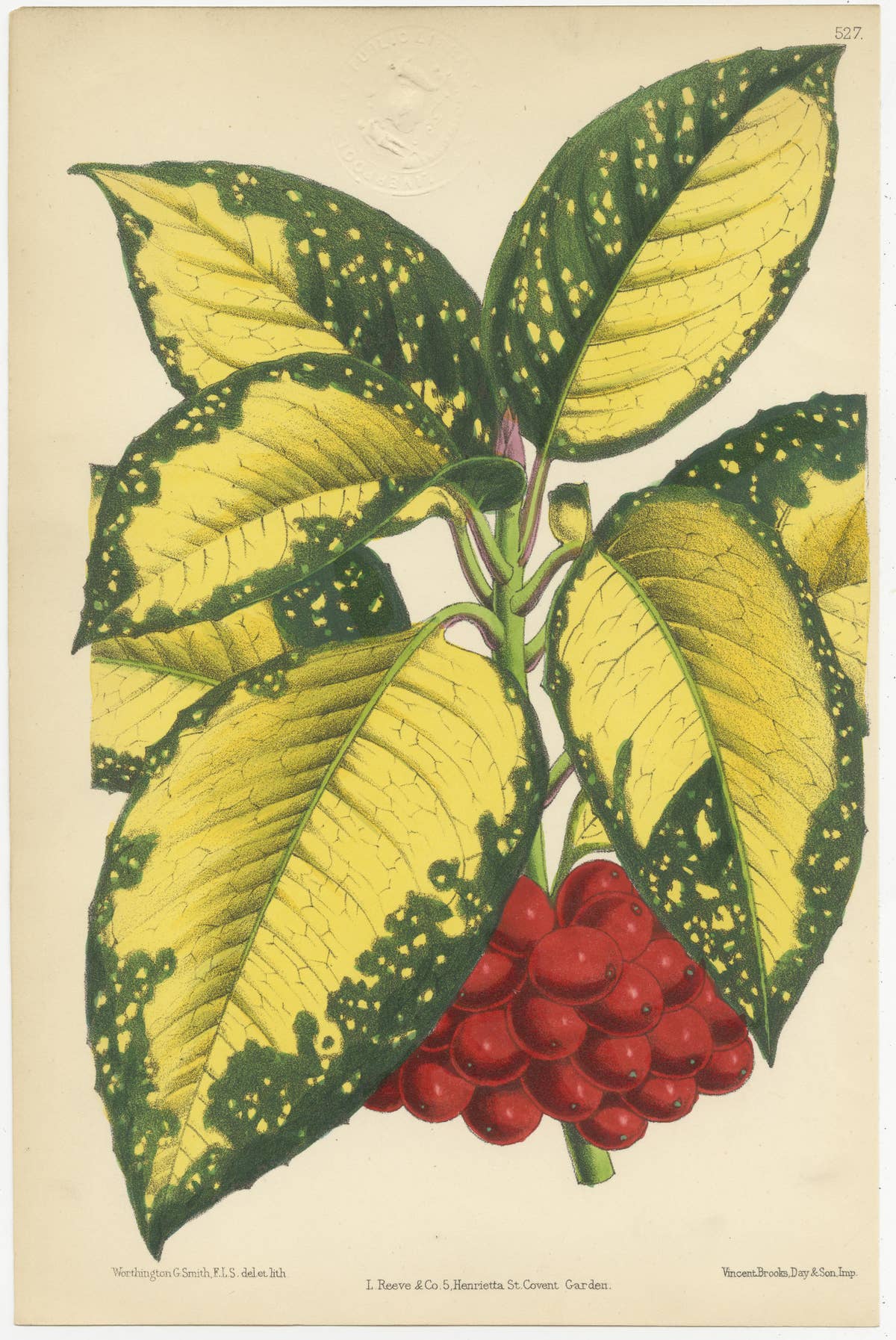 Set of 4 Antique Botany Prints, Red, by Brooks 'c.1870'