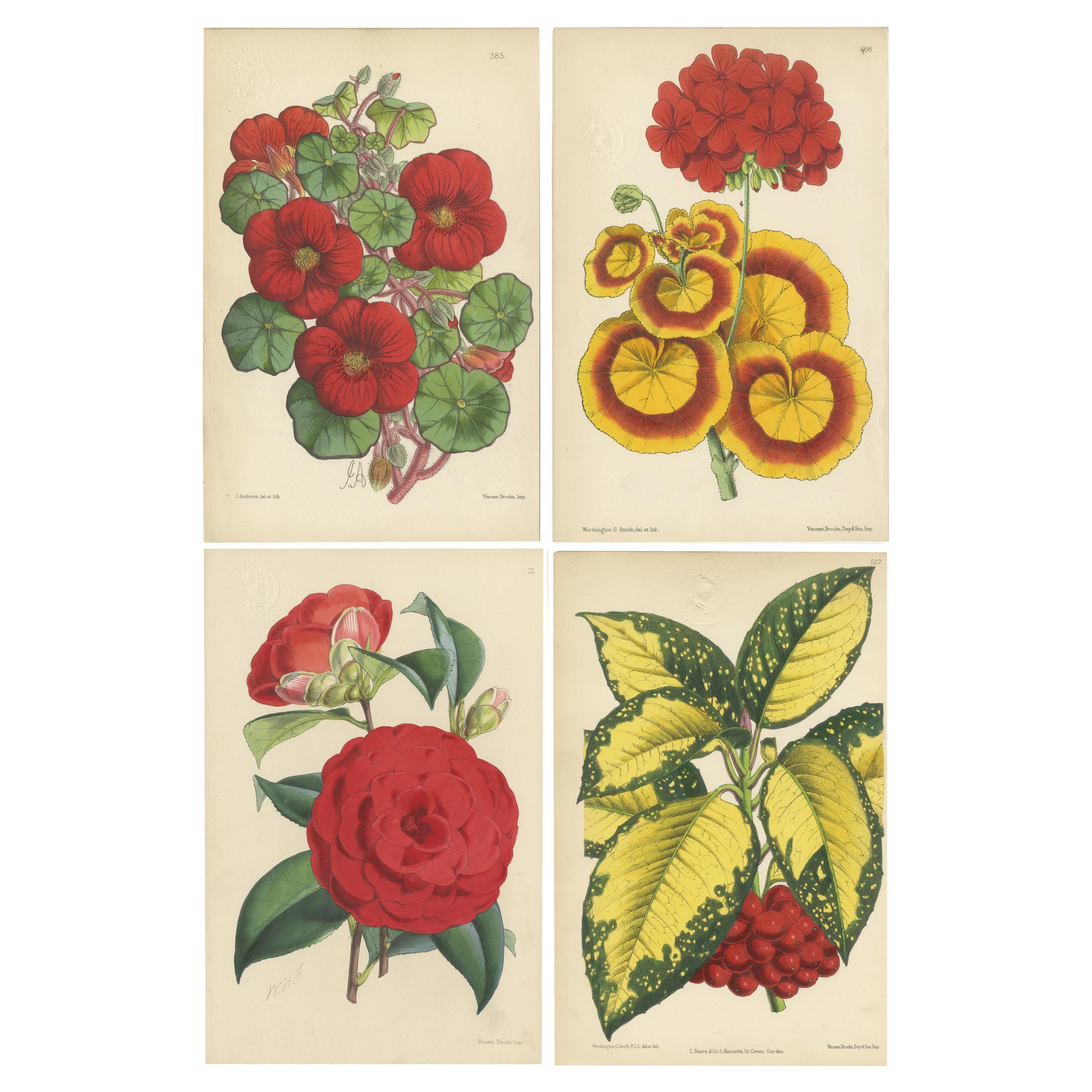 Set of 4 Antique Botany Prints, Red, by Brooks 'c.1870'
