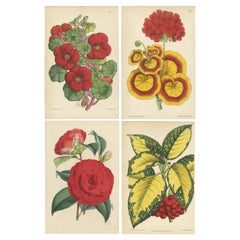 Ensemble de 4 estampes botaniques anciennes rouges, de Brooks, datant d'environ 1870