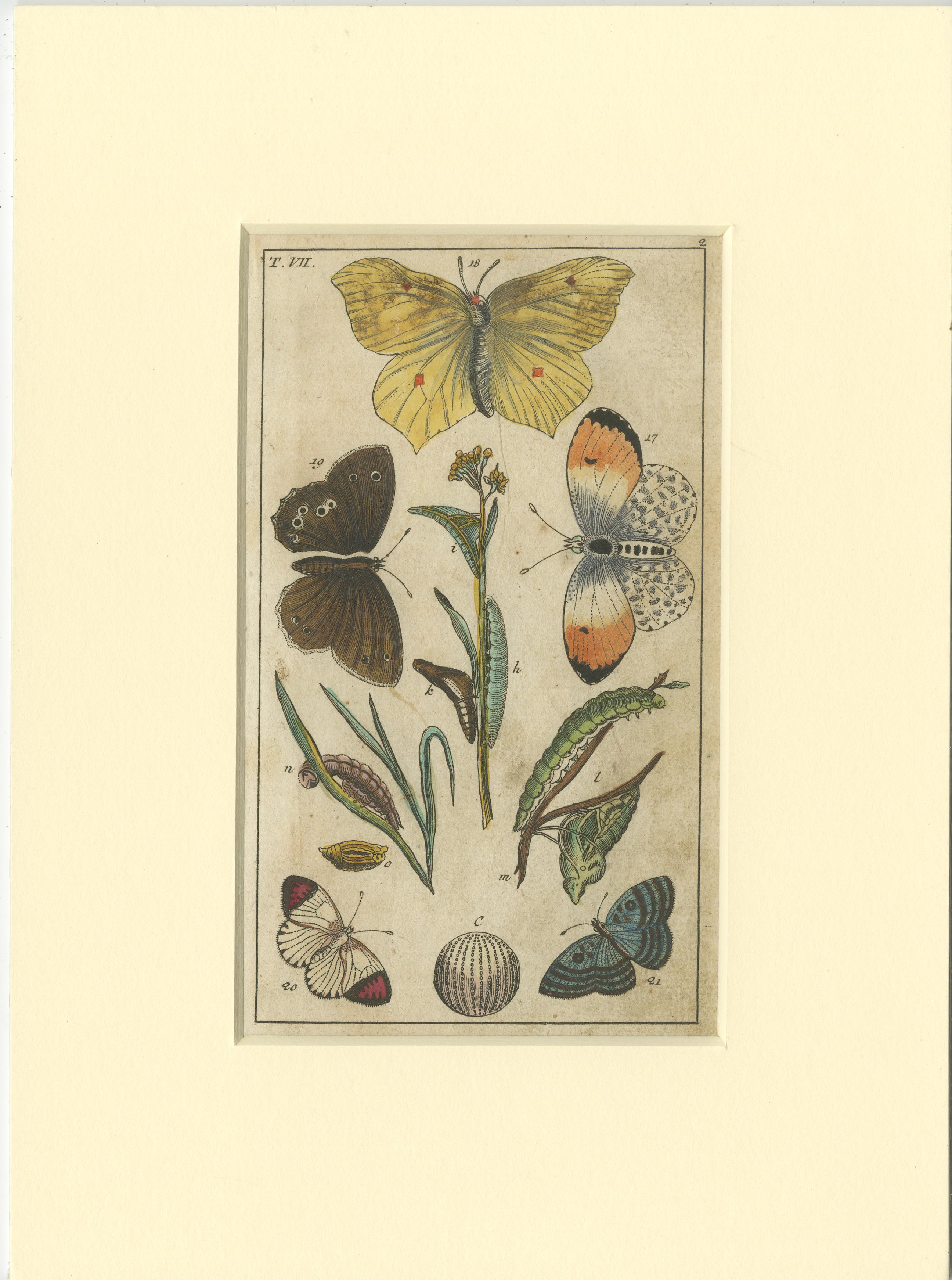 Set of 4 antique butterfly prints. Most likely originating from an edition of 'Unterhaltungen aus der Naturgeschichte. Insekten' by Gottlieb Tobias Wilhelm. Published circa 1810.

Passepartouts / matting included. 

Gottlieb Tobias Wilhelm (16