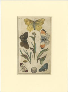 Set of 4 Antique Butterfly Prints Also Showing Caterpillars and Pupae