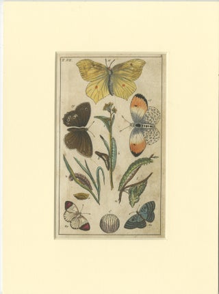 Set of 4 Antique Butterfly Prints Also Showing Caterpillars and Pupae, view 2