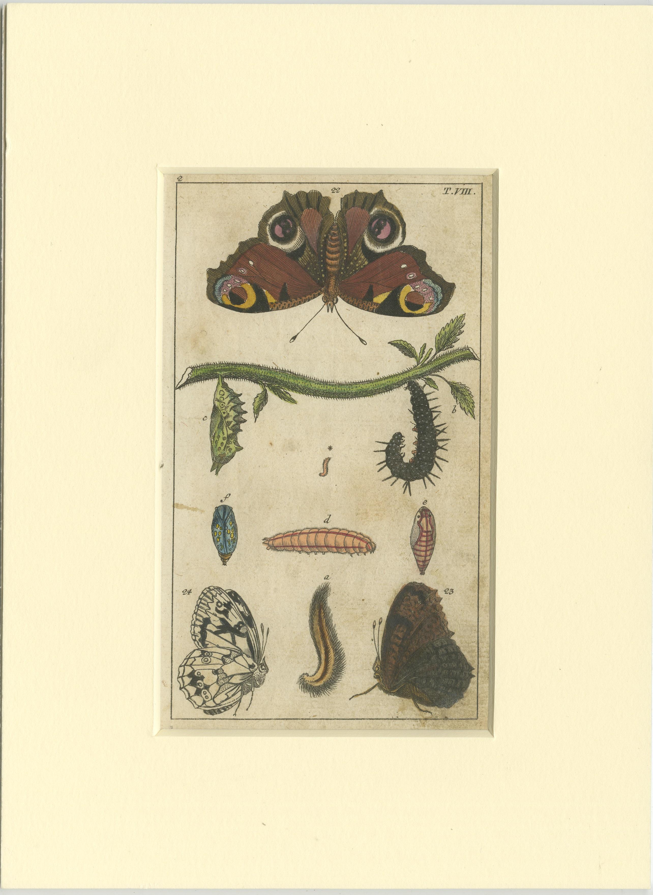 Set of 4 Antique Butterfly Prints Also Showing Caterpillars and Pupae In Fair Condition For Sale In Langweer, NL