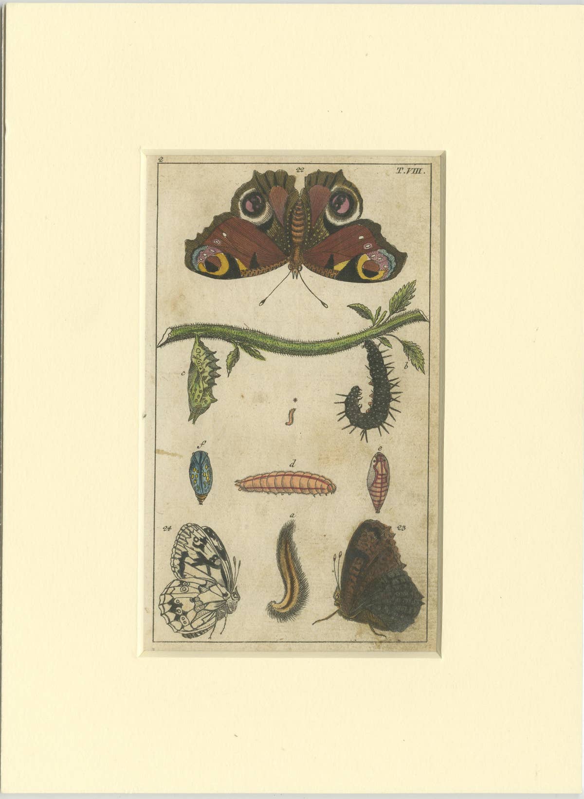 Set of 4 Antique Butterfly Prints Also Showing Caterpillars and Pupae