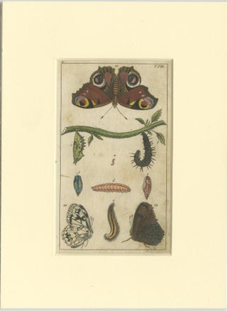 Set of 4 Antique Butterfly Prints Also Showing Caterpillars and Pupae, view 3