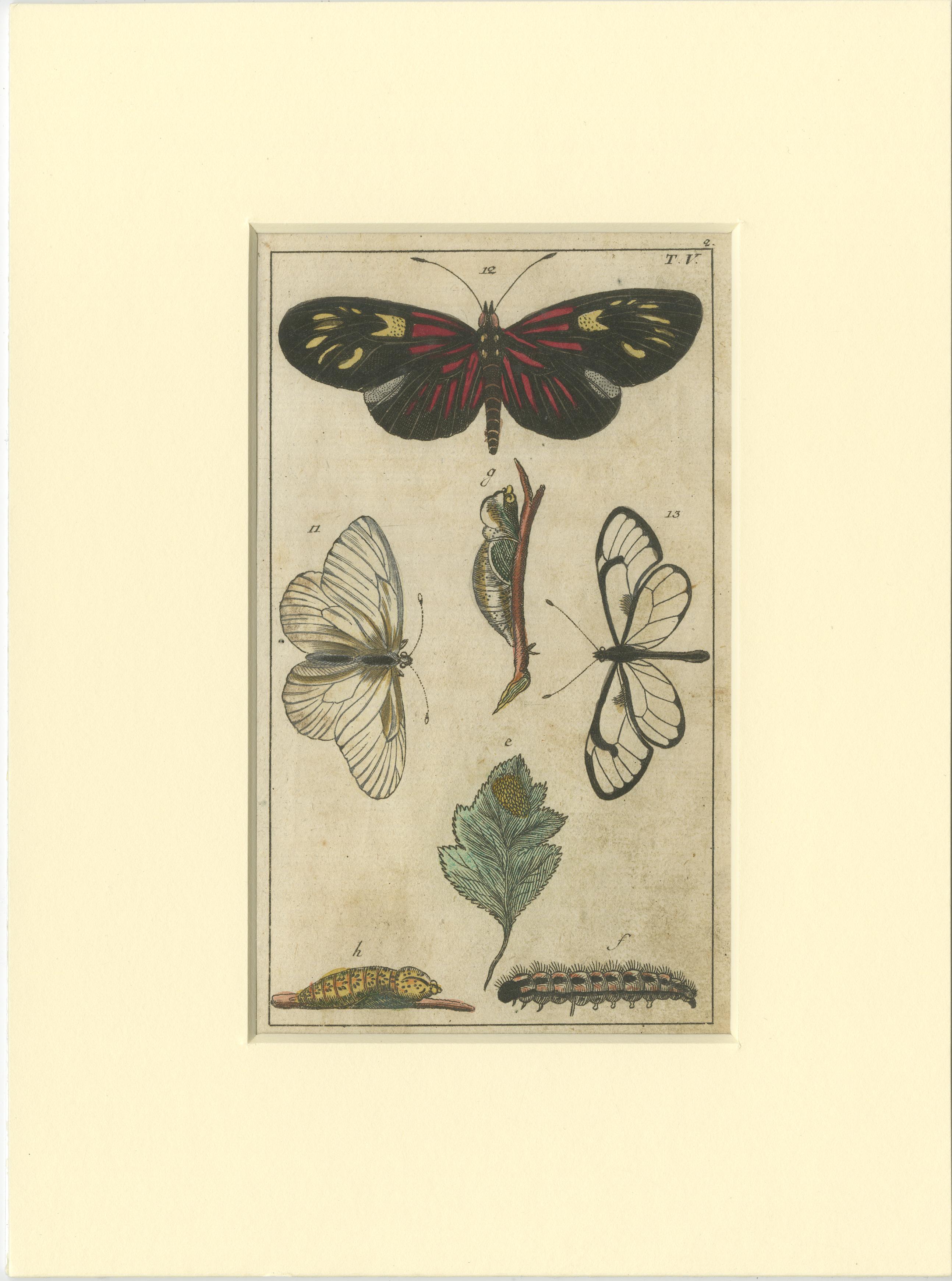 19th Century Set of 4 Antique Butterfly Prints Also Showing Caterpillars and Pupae For Sale