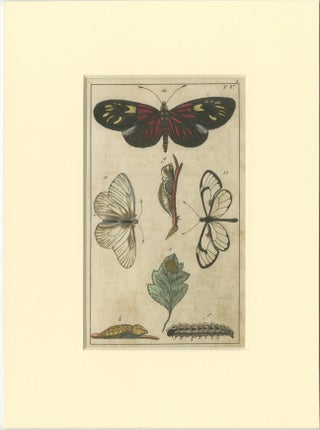 Set of 4 Antique Butterfly Prints Also Showing Caterpillars and Pupae, view 4