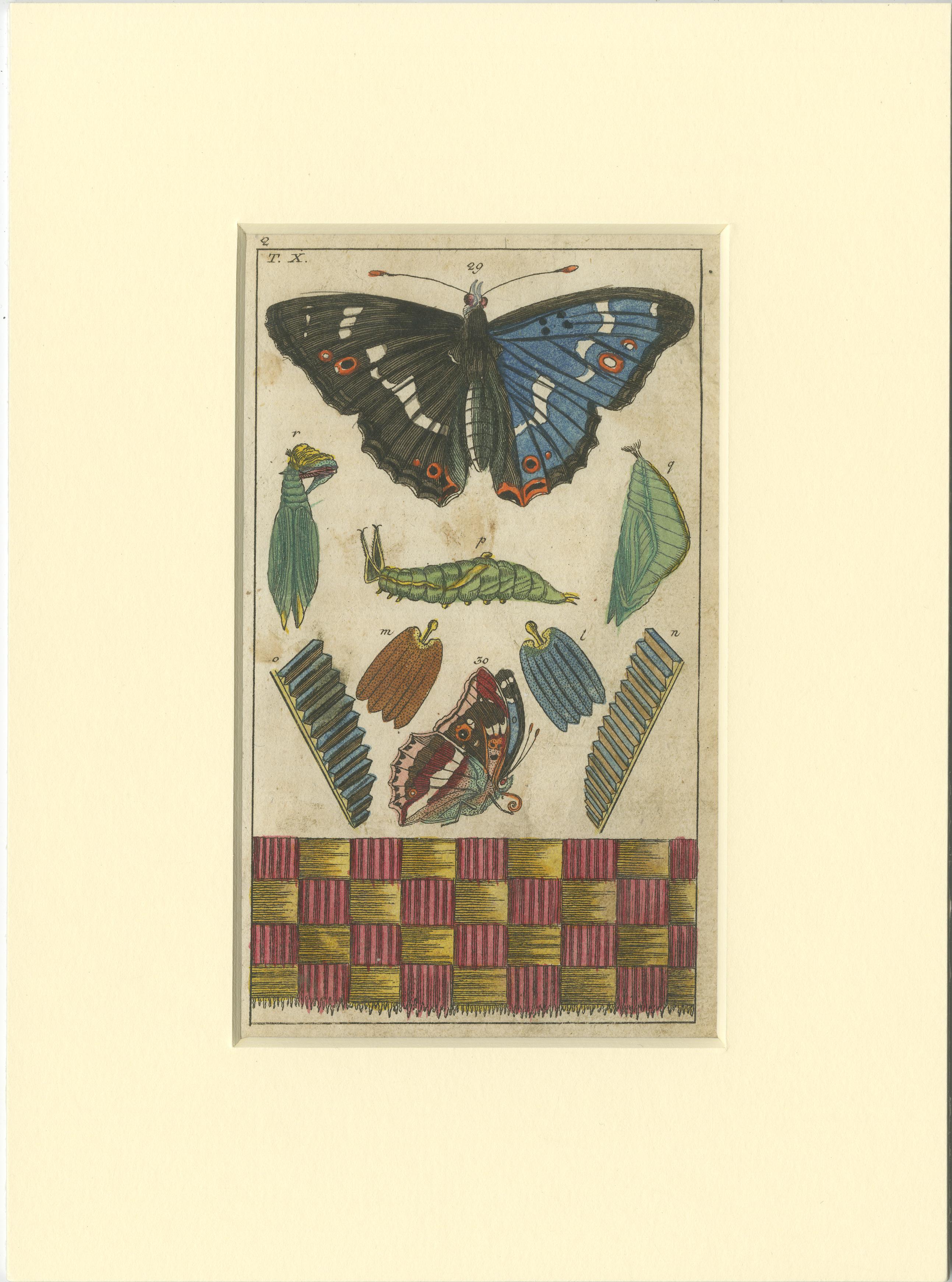 Paper Set of 4 Antique Butterfly Prints Also Showing Caterpillars and Pupae For Sale