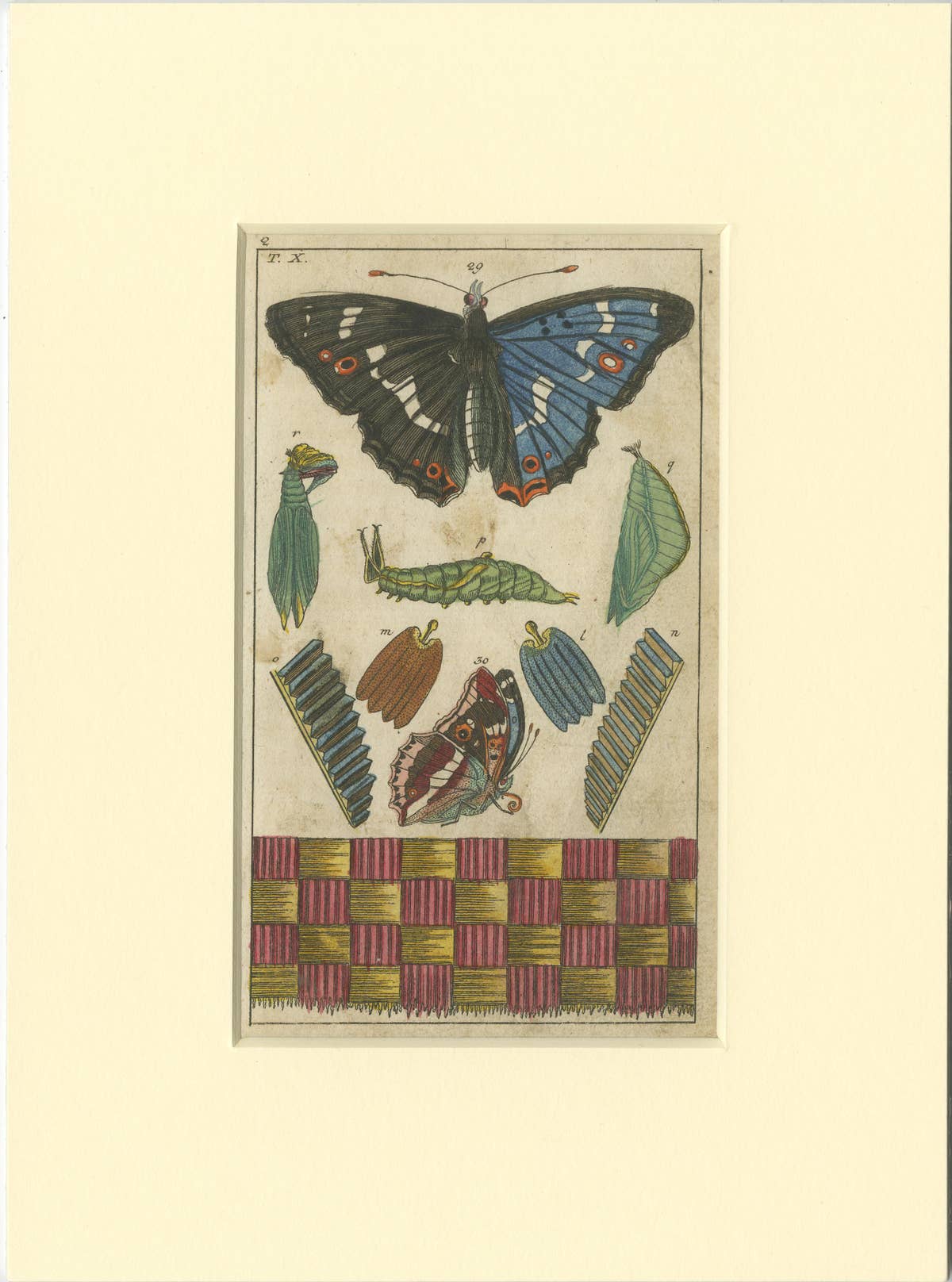 Set of 4 Antique Butterfly Prints Also Showing Caterpillars and Pupae