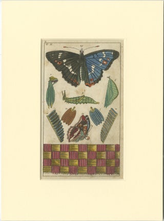 Set of 4 Antique Butterfly Prints Also Showing Caterpillars and Pupae, view 5
