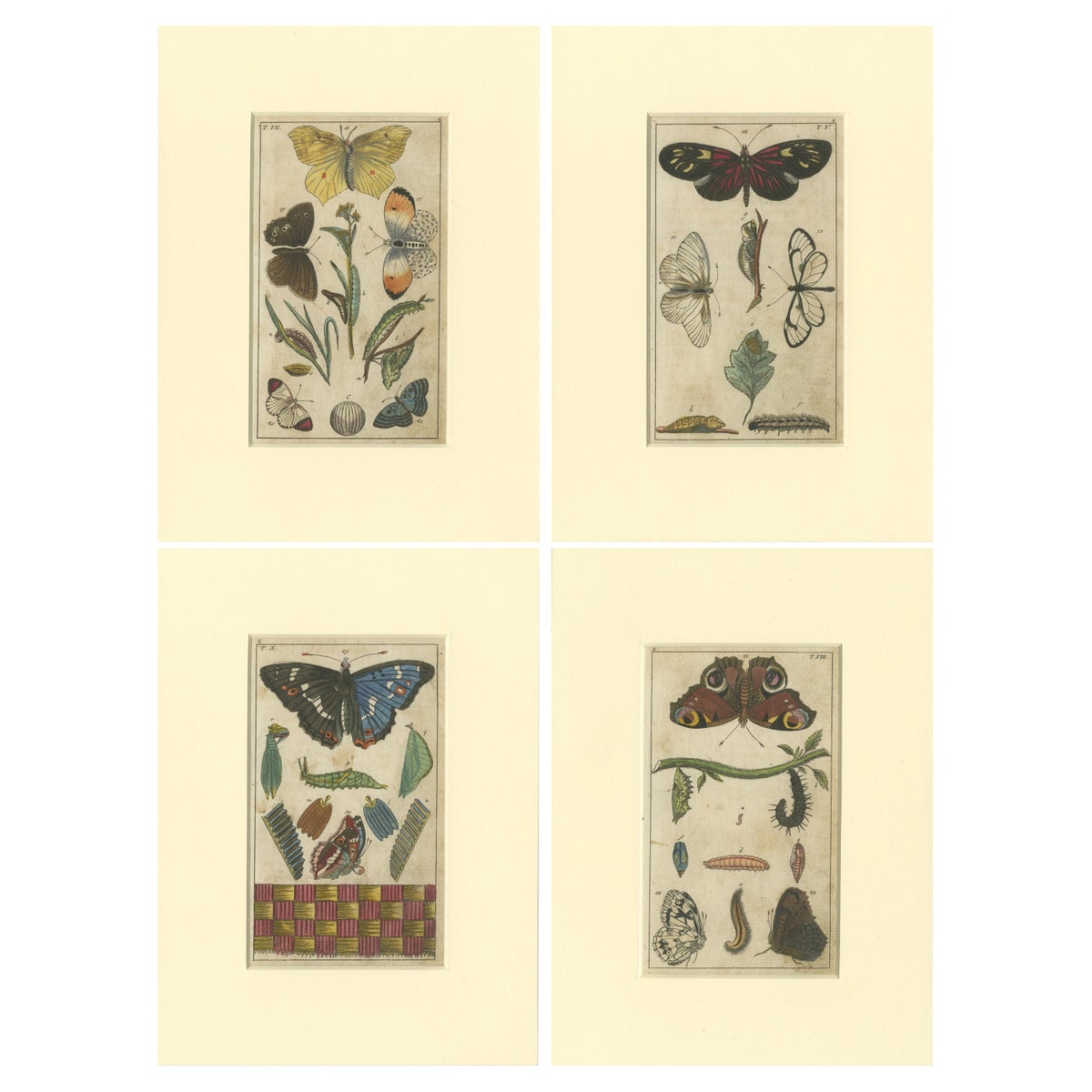 Set of 4 Antique Butterfly Prints Also Showing Caterpillars and Pupae