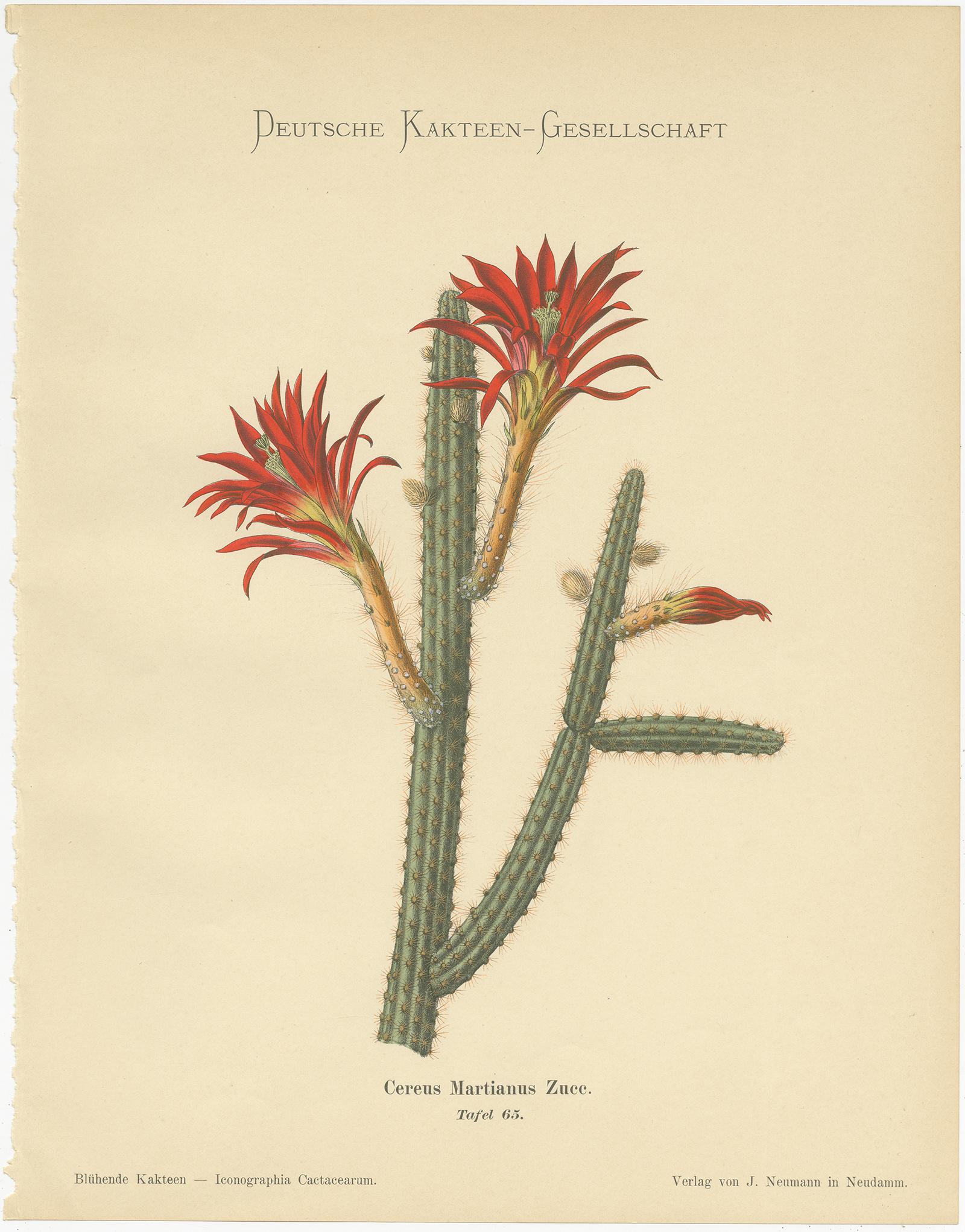 Set of four antique cactus prints depicting the Cereus Martianus, Echinocereus Polyacanthus, Echinocactus Jussieni and the Mamillaria Gracilis. These prints originate from 'Blühende Kakteen' by K. Schumann and M. Gürke. Published 1900-1905.