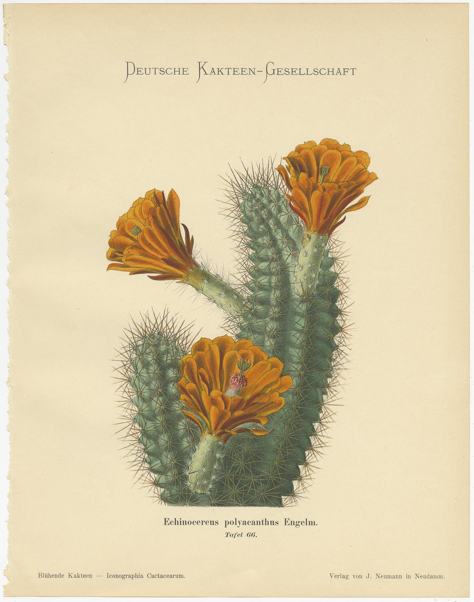 Set of 4 Antique Cactus Prints, Cereus Martianus, Schumann, 'circa 1900' In Good Condition In Langweer, NL