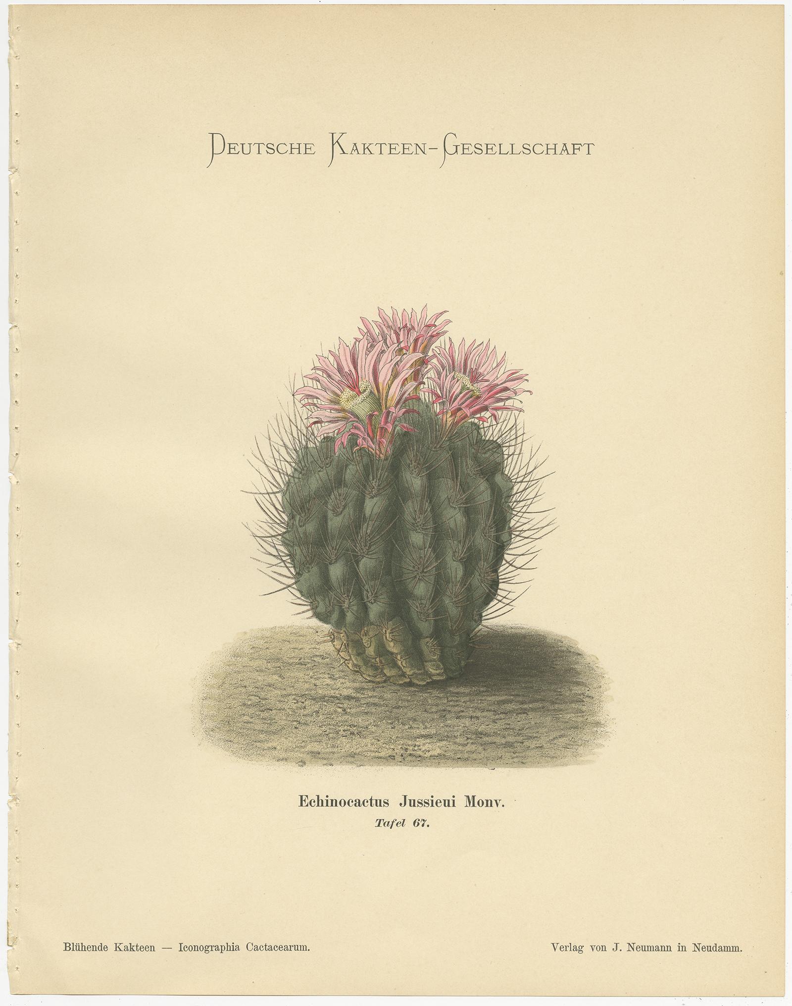 20th Century Set of 4 Antique Cactus Prints, Cereus Martianus, Schumann, 'circa 1900'