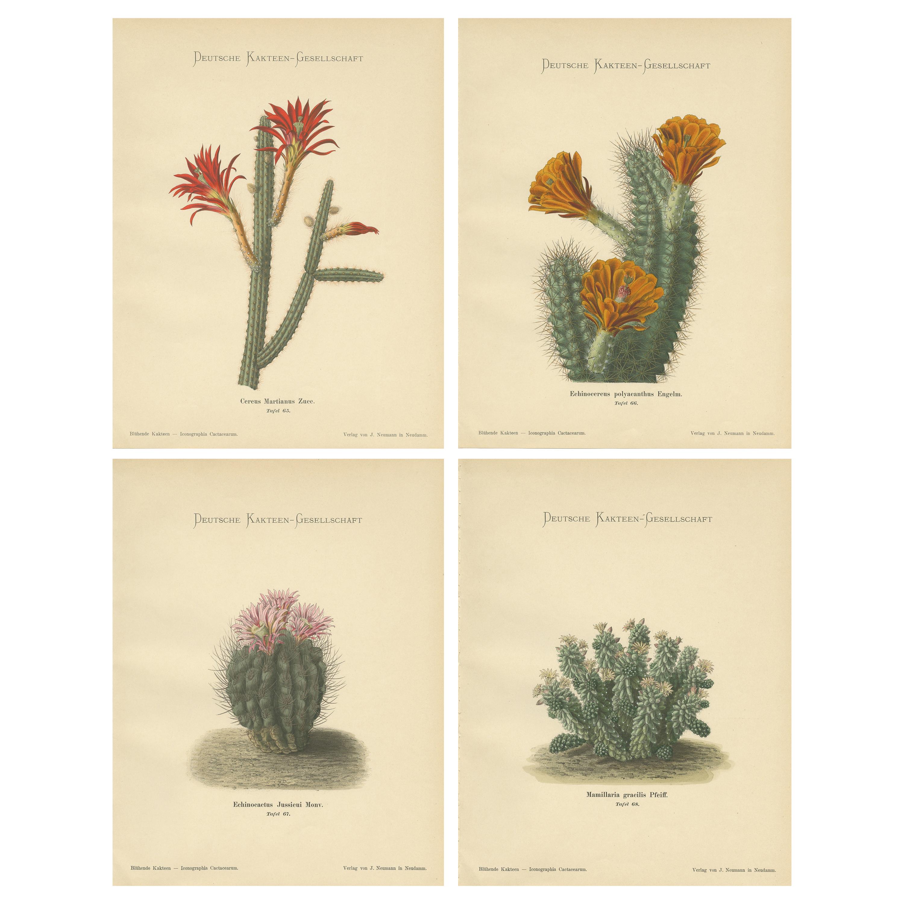 Set of 4 Antique Cactus Prints, Cereus Martianus, Schumann, 'circa 1900'