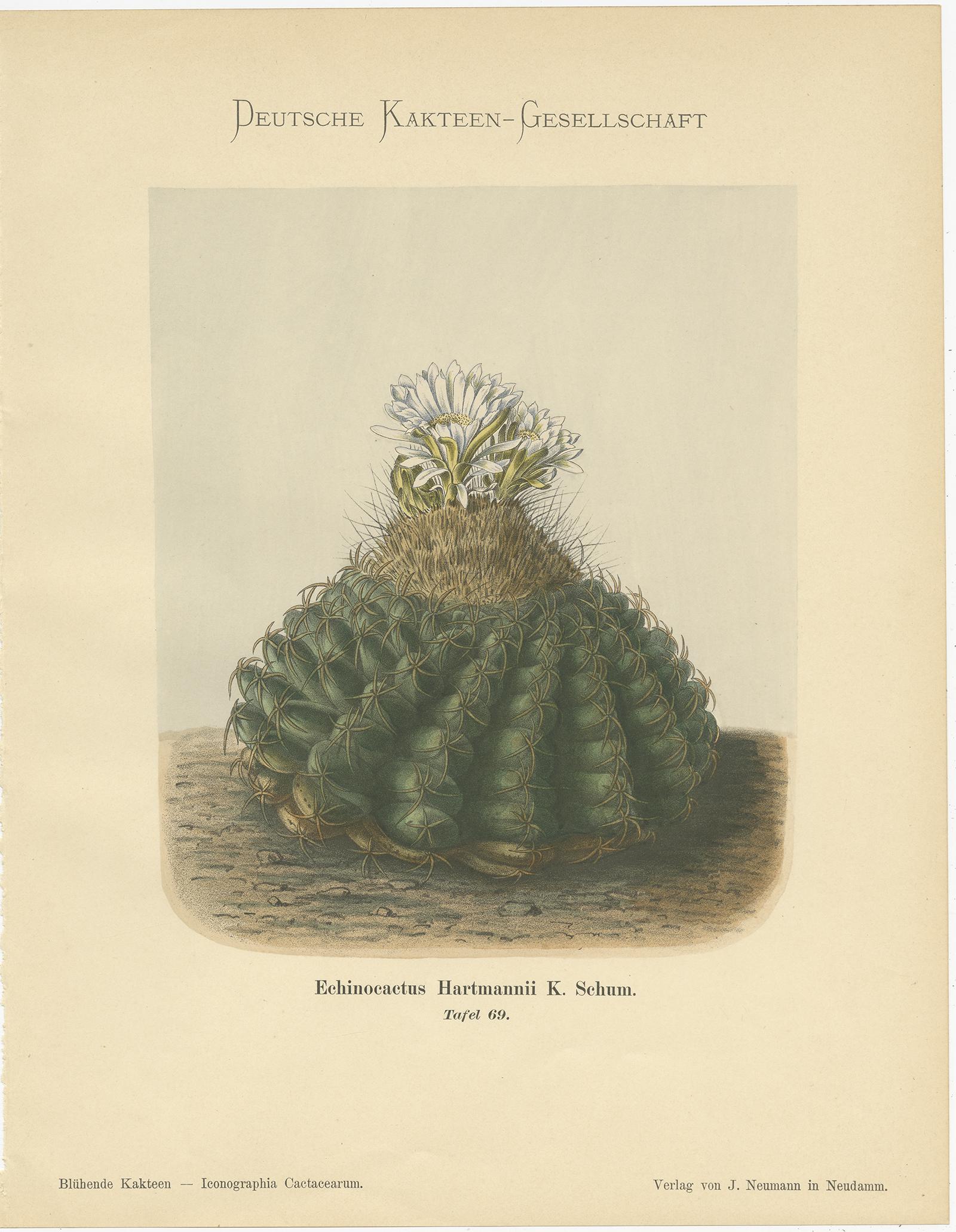 Set of four antique cactus prints depicting the Echinocactus Hartmannii, Echinocereus Blankii, Mamillaria Spinosissima and the Echinopsis Eyriesii and the Mamillaria Longimamma. These prints originate from 'Blühende Kakteen' by K. Schumann and M.