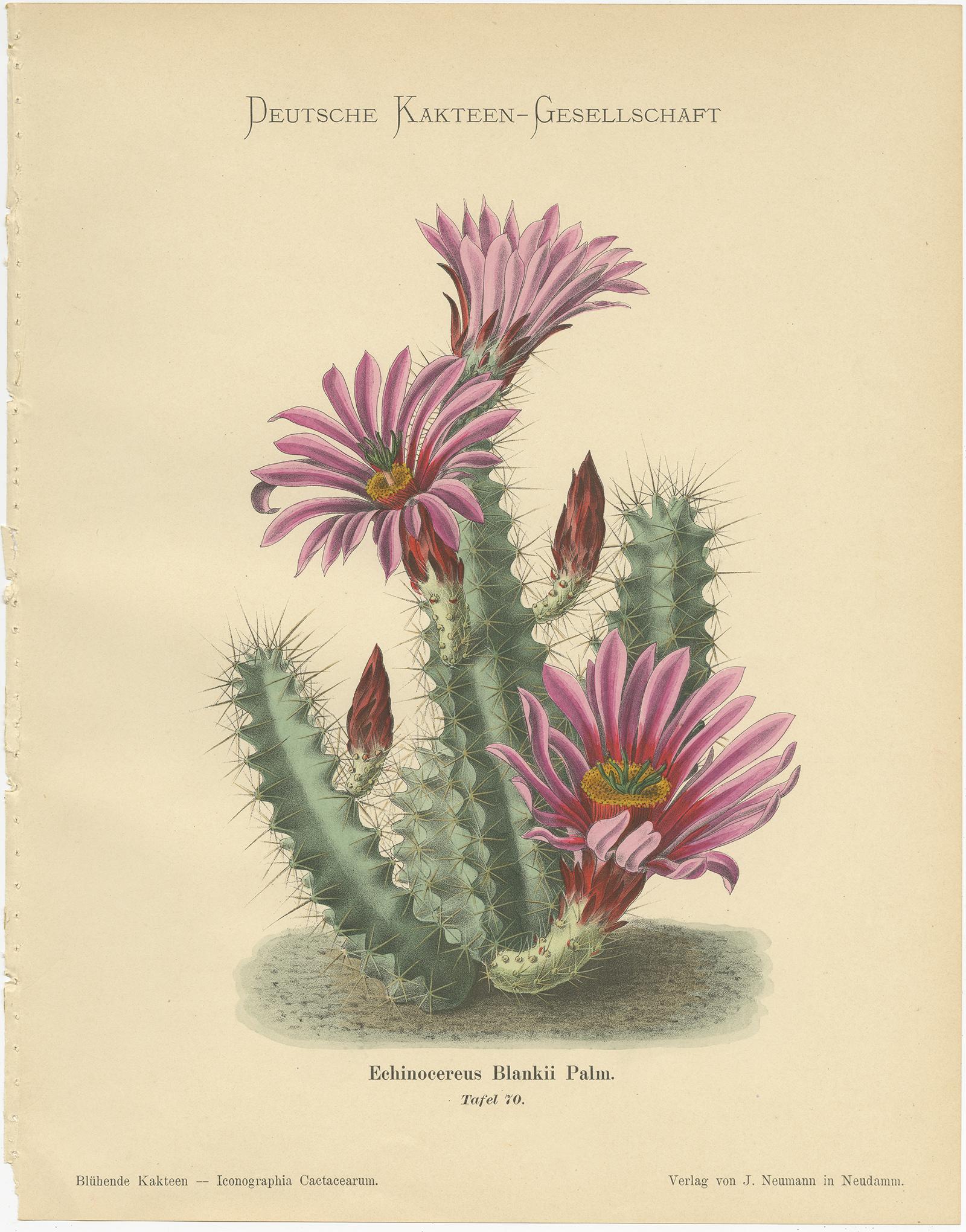Set of 4 Antique Cactus Prints, Echinocactus Hartmannii, Schumann, circa 1900 In Good Condition In Langweer, NL