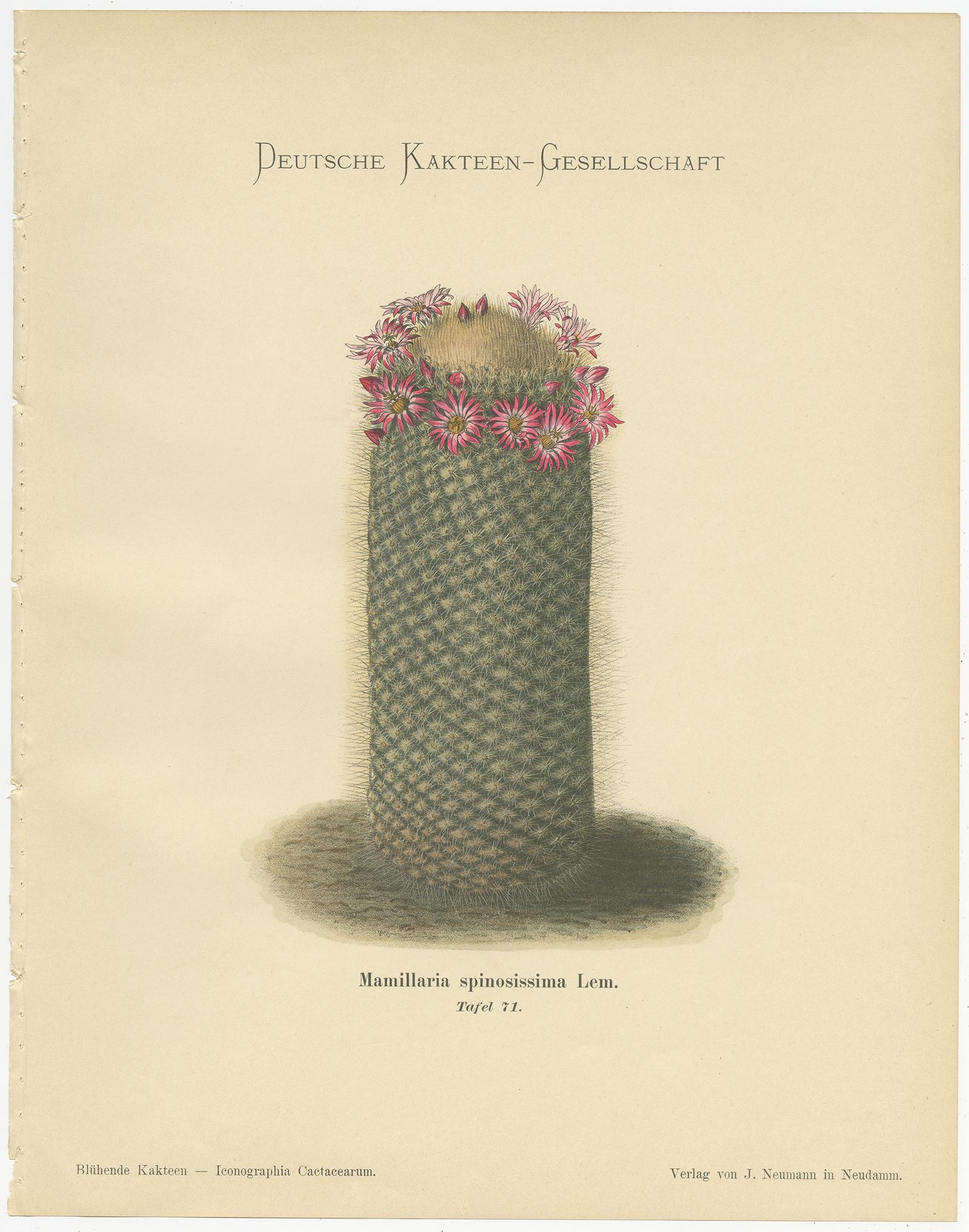 20th Century Set of 4 Antique Cactus Prints, Echinocactus Hartmannii, Schumann, circa 1900
