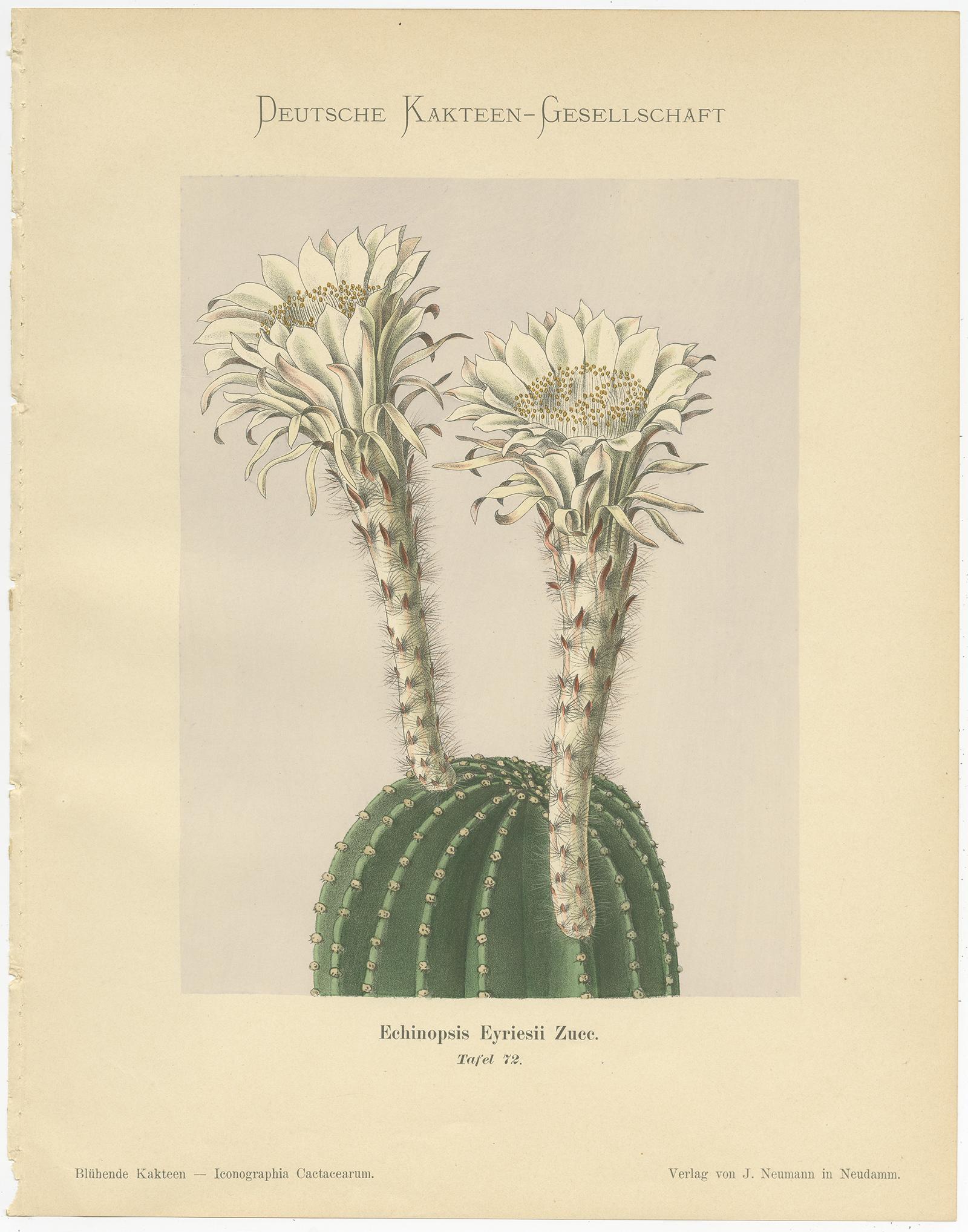 Paper Set of 4 Antique Cactus Prints, Echinocactus Hartmannii, Schumann, circa 1900