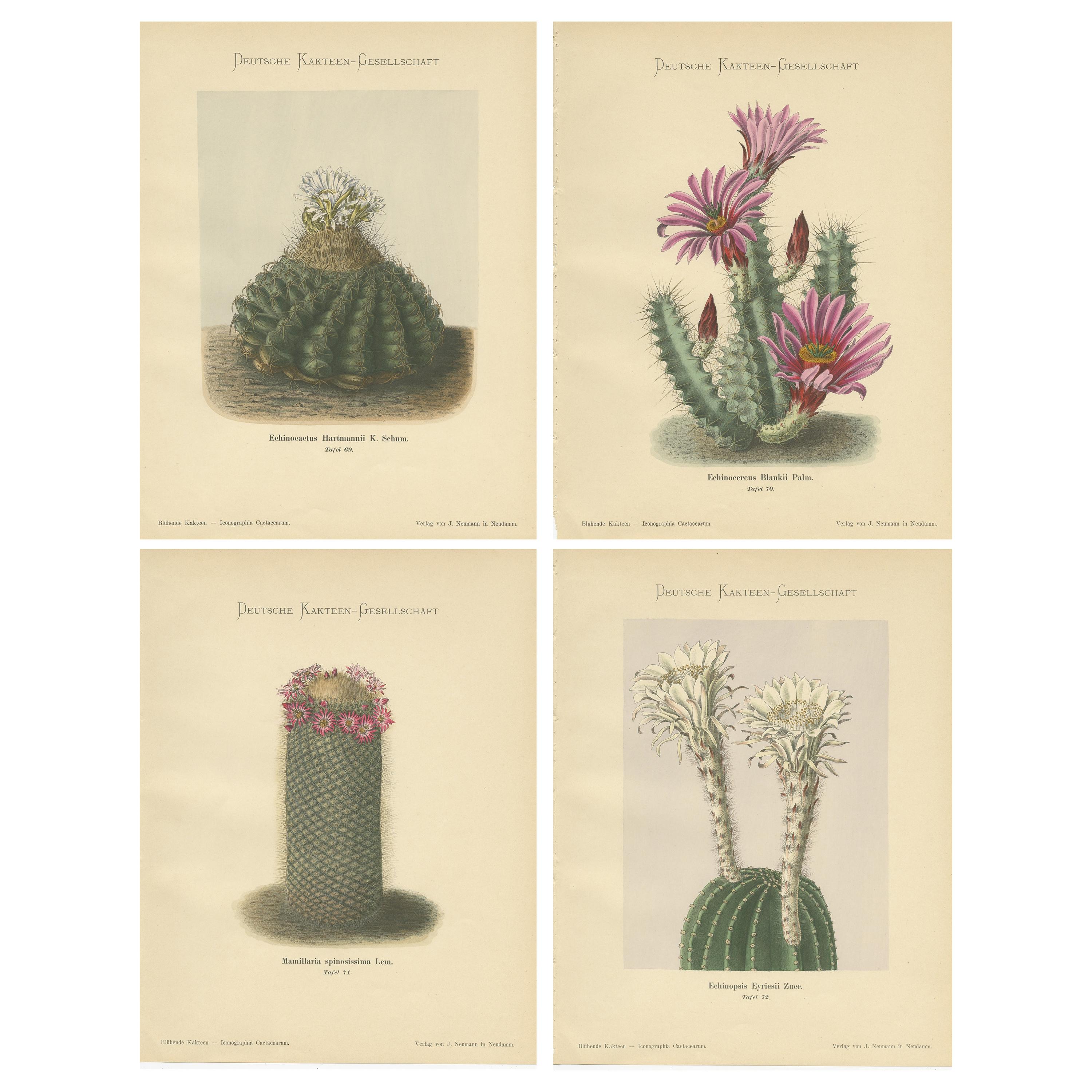 Set of 4 Antique Cactus Prints, Echinocactus Hartmannii, Schumann, circa 1900