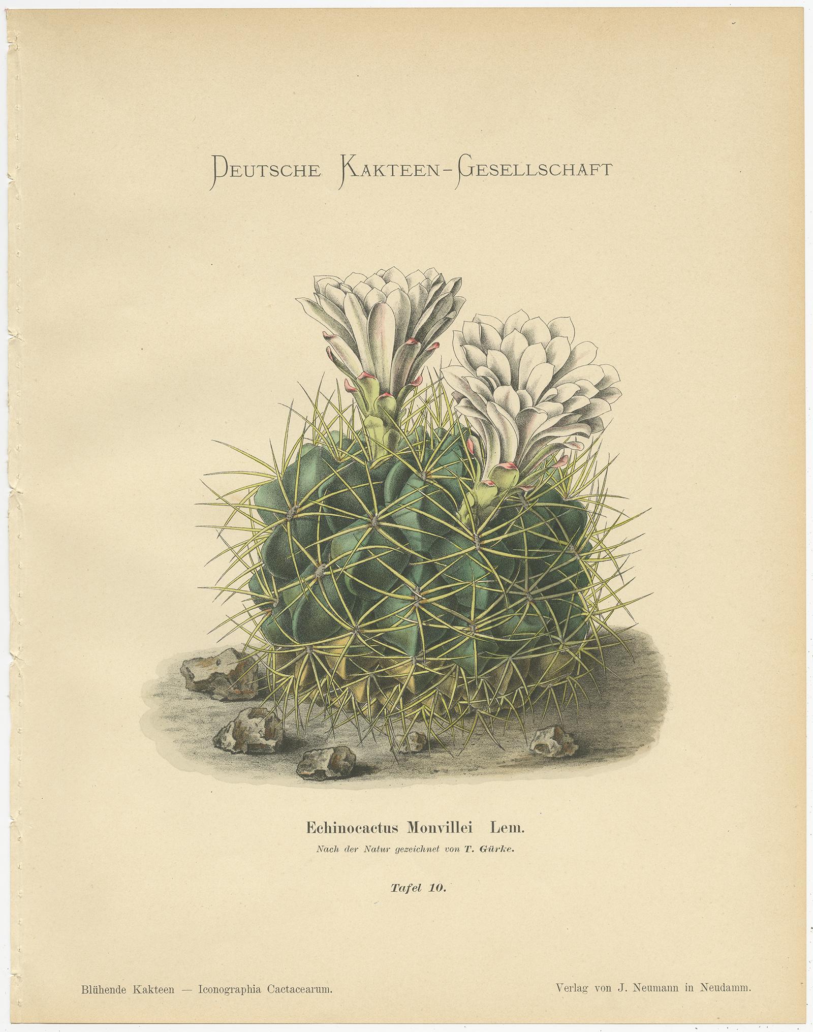 Set of 4 Antique Cactus Prints, Echinocactus Longihamatus, Schumann 'circa 1900' In Good Condition In Langweer, NL